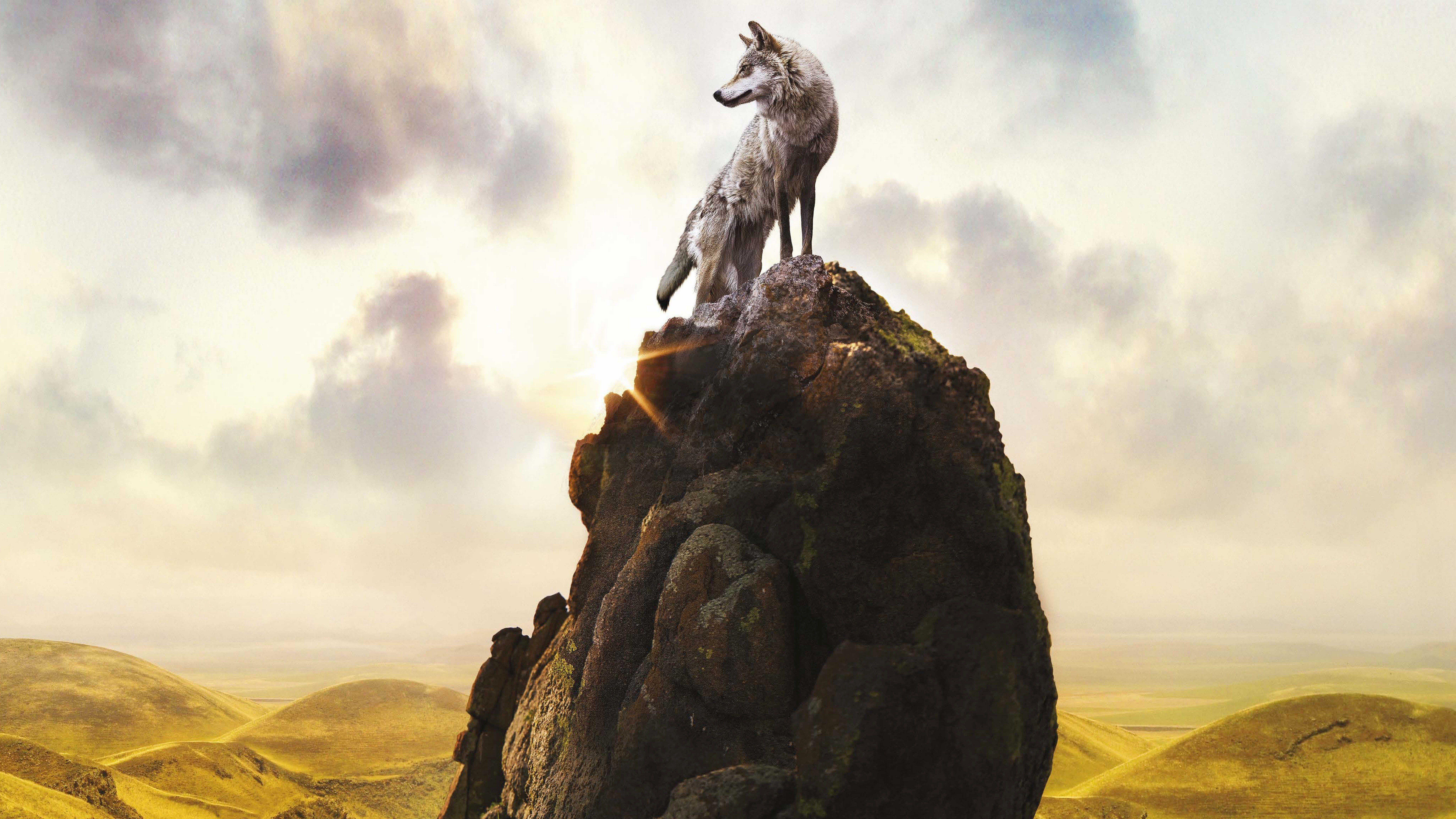 7680x4320 WOLF 8k HD 4k Wallpaper, Image, Background, Photo
