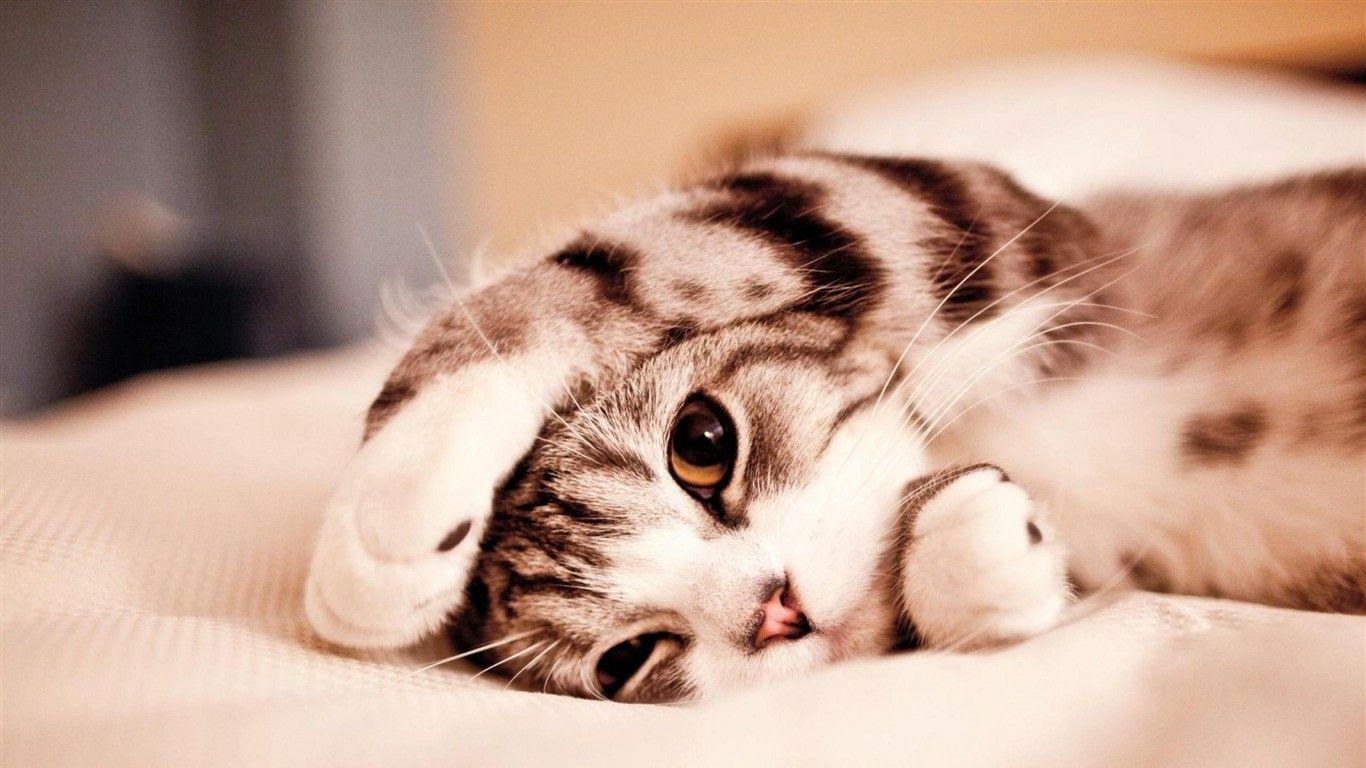1366x768 Free 3D Cute Animal Image HD Wallpaper Download
