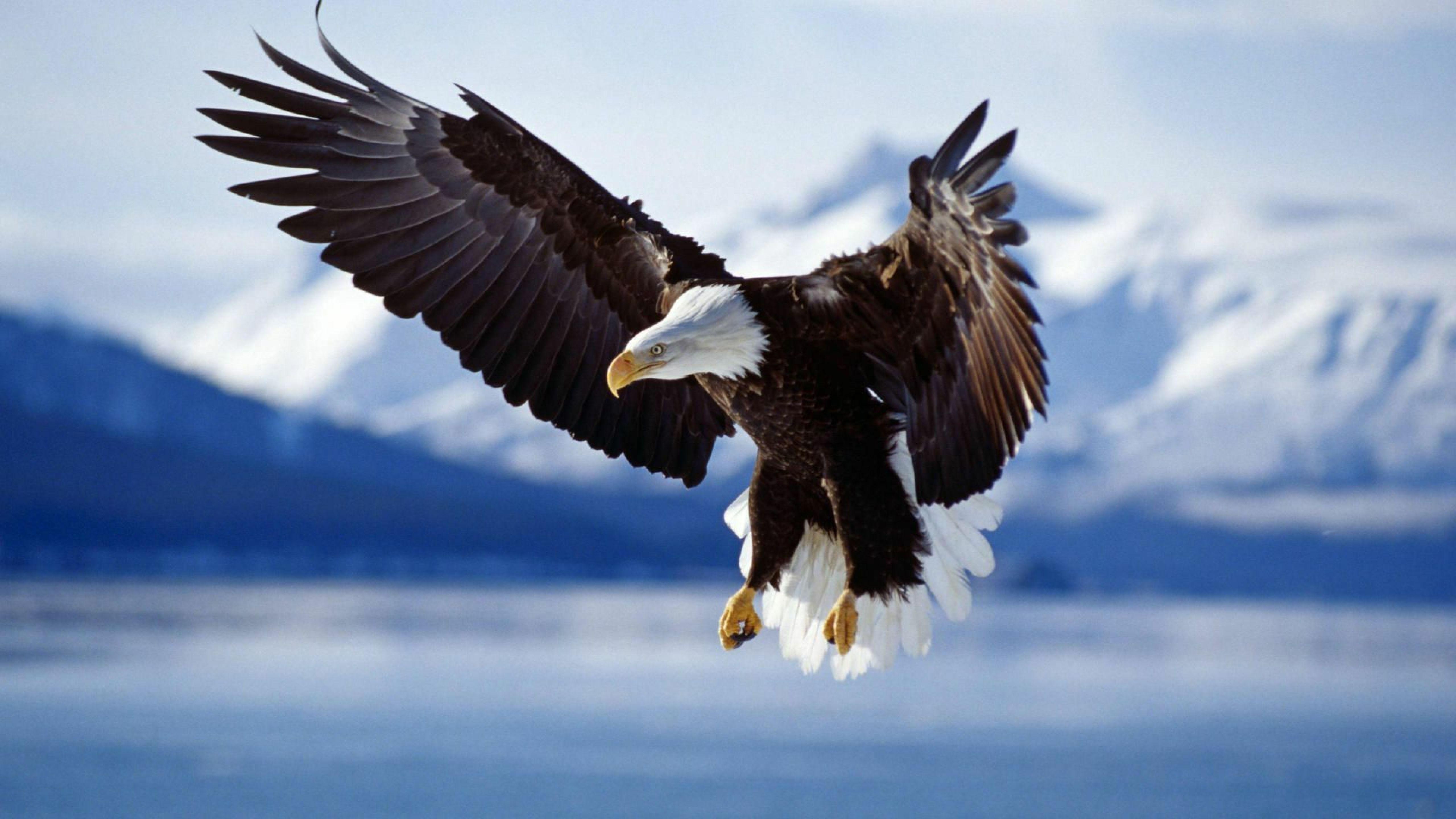 5120x2880 Animal Desktop Wallpaper