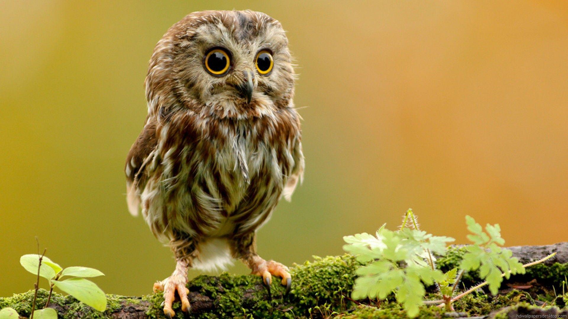 1920x1080 Free HD Mobile Photography Animals Wallpaper Download