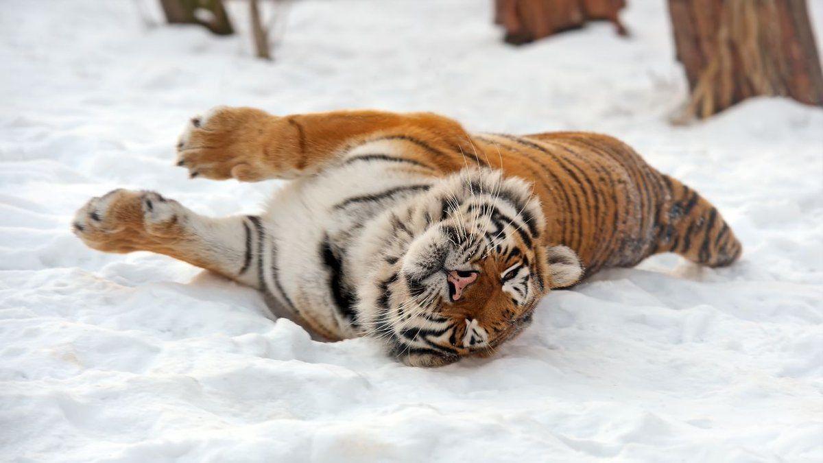 1200x675 WallpaperHome.com #Animals #Wallpaper, k, k