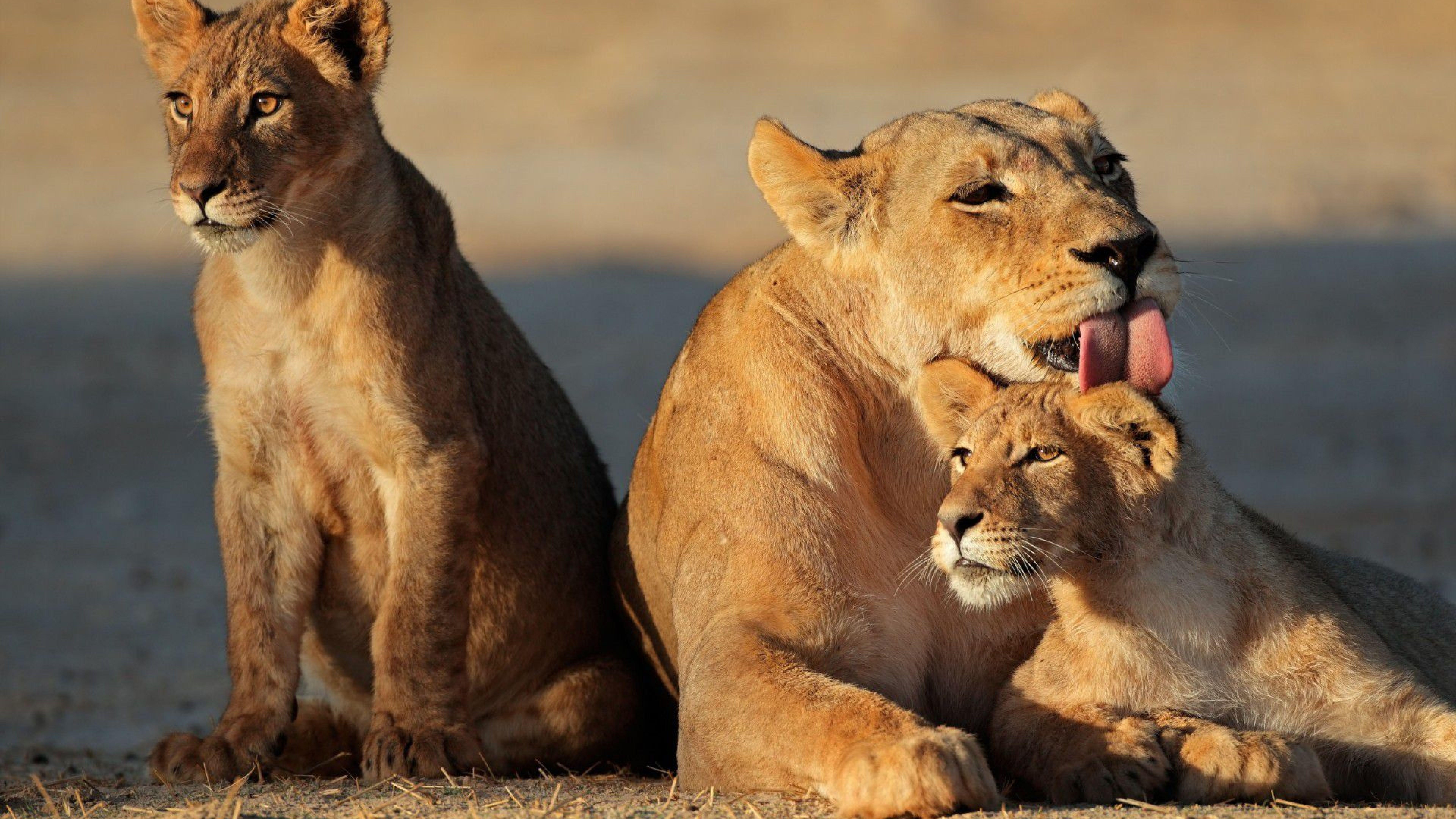 7680x4320 Ultra HD Animal Lion 4k Wallpaper