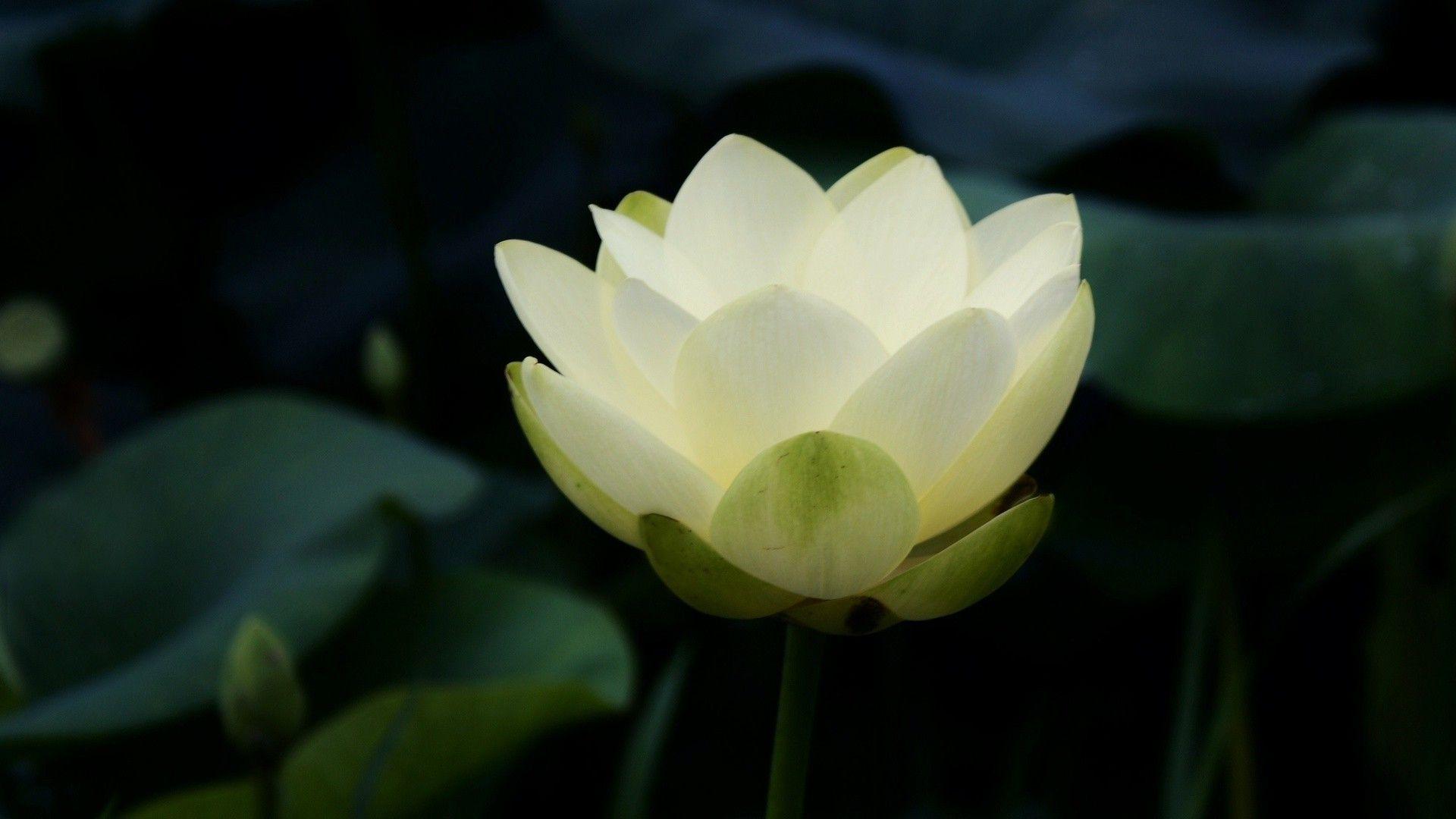 1920x1080 nature, Flowers, Closeup, Petals, Lotus Flowers, White Flowers, Leaves, Symbolic, Buddhism Wallpaper HD / Desktop and Mobile Background