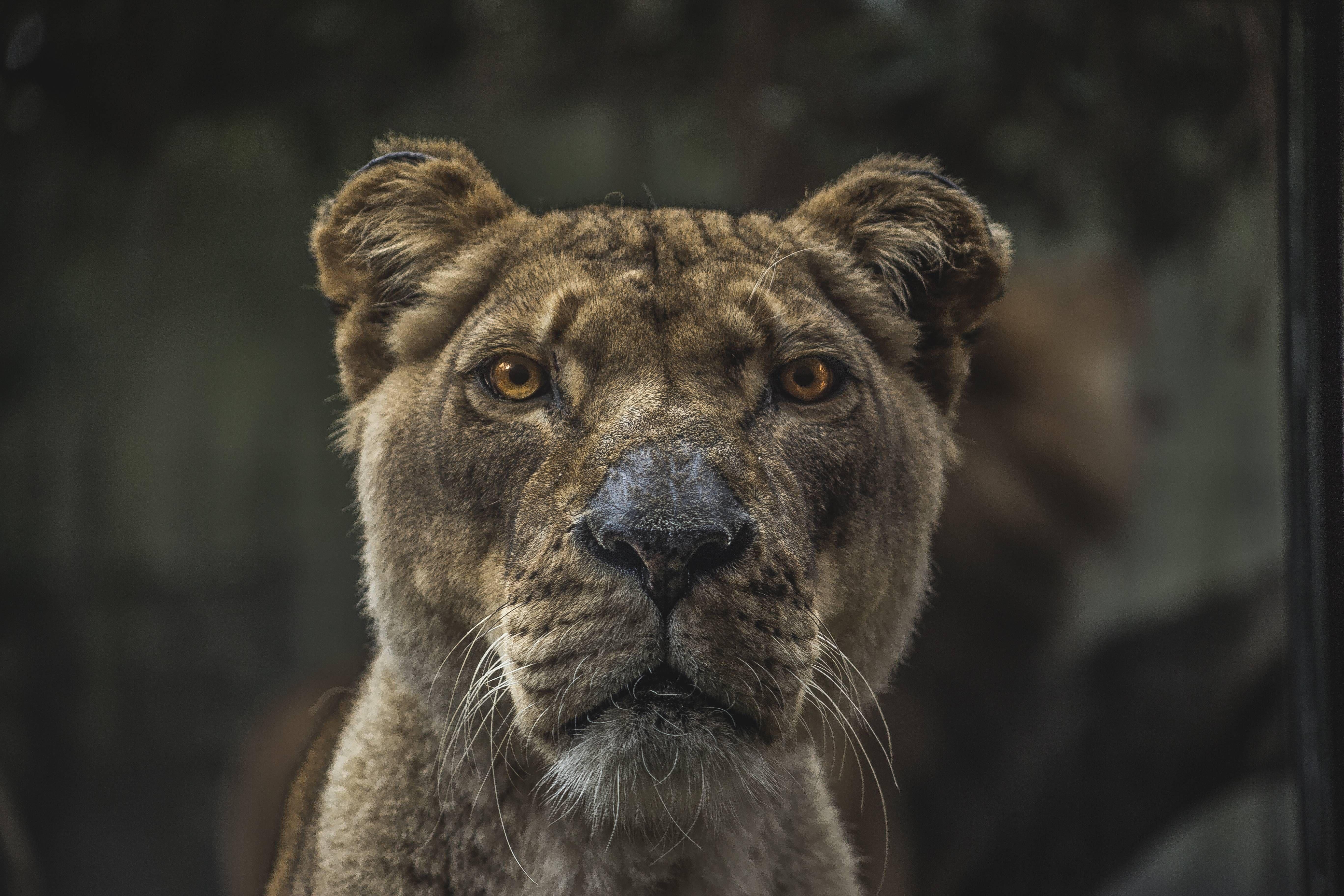 5472x3648 Female Lion • R Wallpaper. Female Lion, Animals, Tiger Face