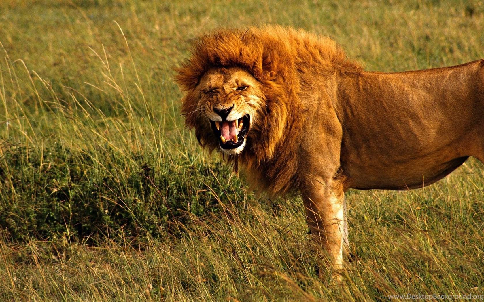 1680x1050 Top Angry Female Lion Wallpaper Image For Pinterest Desktop Background