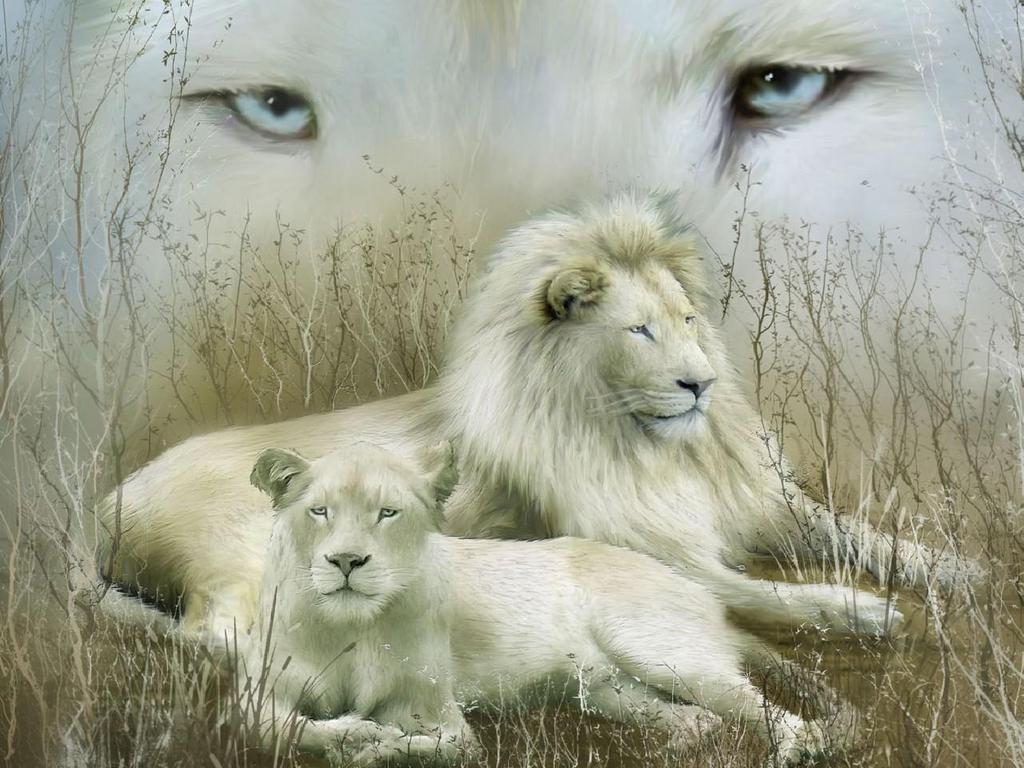 1024x768 Free download White Lion wallpaper HD HD Wallpaper [1024x768] for your Desktop, Mobile & Tablet. Explore Wallpaper White Lion. Black and White Lion Wallpaper, Cool Lion Wallpaper, African White Lion Wallpaper