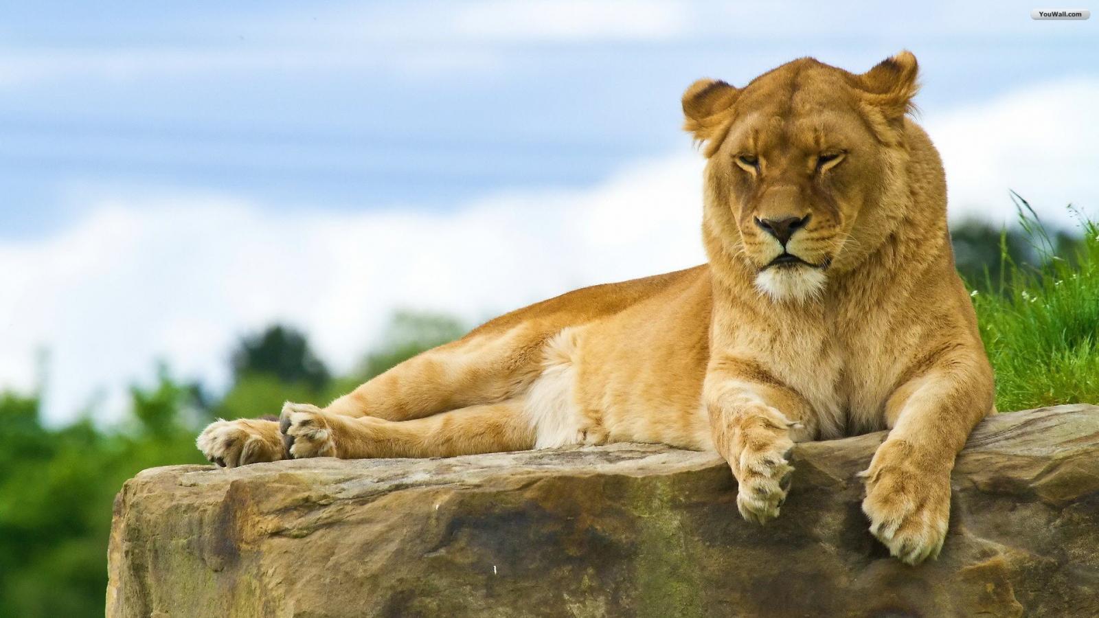1600x900 Adorable Lioness Wallpaper, 27508418 HD Wallpaper
