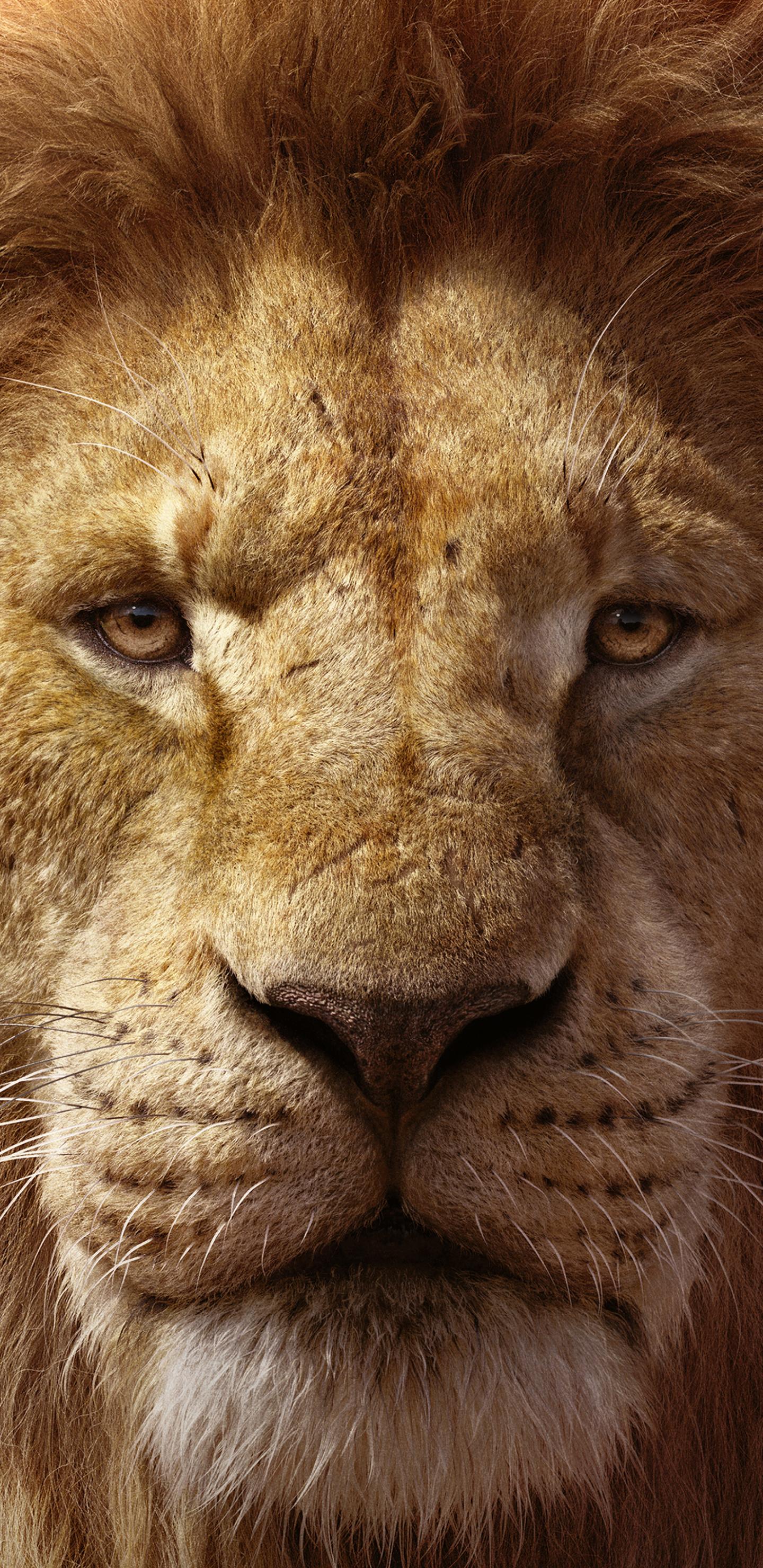 1440x2960 Super mobile wallpaper: A beast more ferocious than a lion should be a female lion 2K original image