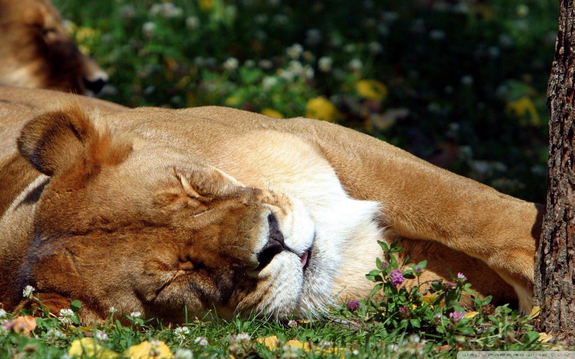 1920x1200 Sleeping Female Lion wallpaperx1200