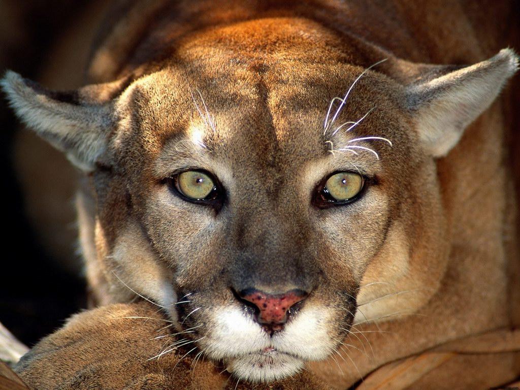 1024x768 Free download Female Mountain Lion Wallpaper 1024 X 768 137749 HD Wallpaper [1024x768] for your Desktop, Mobile & Tablet. Explore Mountain Lion Desktop Wallpaper. Lion HD Wallpaper 1080p, Mac