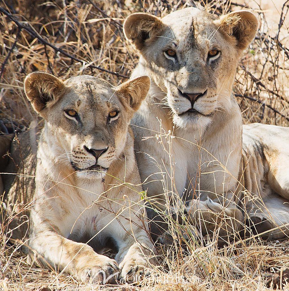 1000x1005 Two female Lions Wallpaper Wall Mural