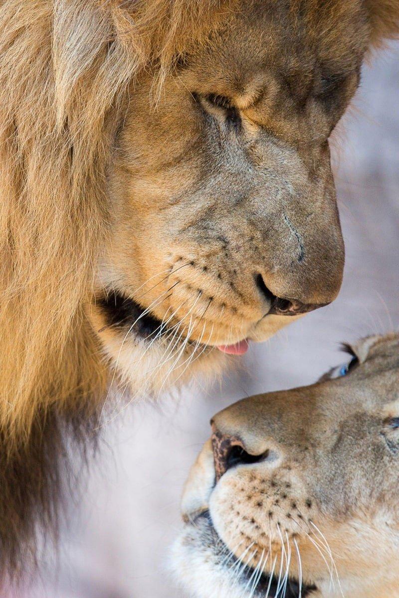 Lion Couple Wallpapers - Top Free Lion Couple Backgrounds - WallpaperAccess