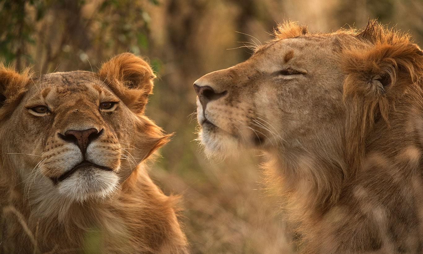 1366x820 Thoughtful Lion Couple Wallpaper Mural