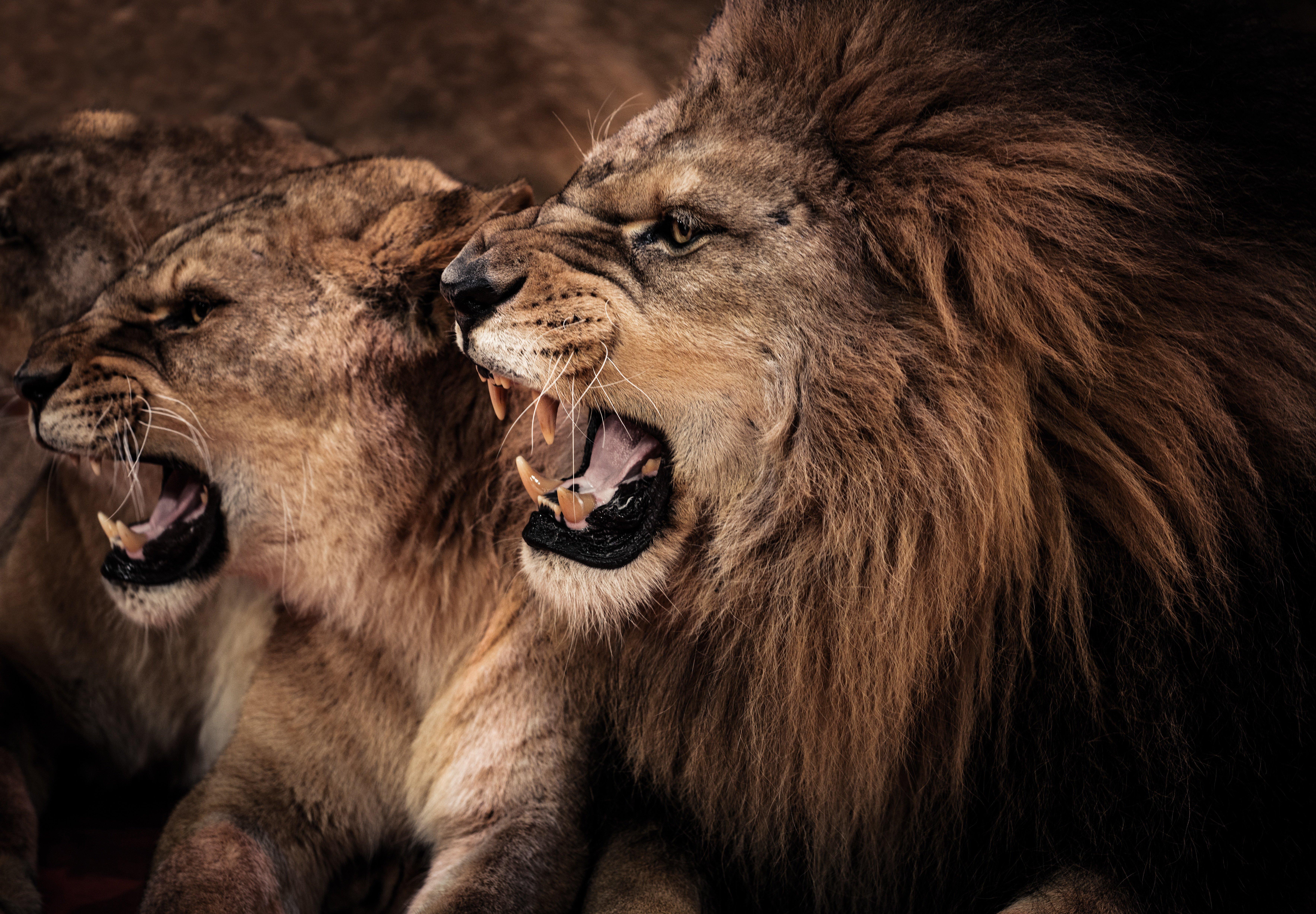 7069x4912 canines, Cats, Couple, Lioness, Lion, Profile Wallpaper HD / Desktop and Mobile Background