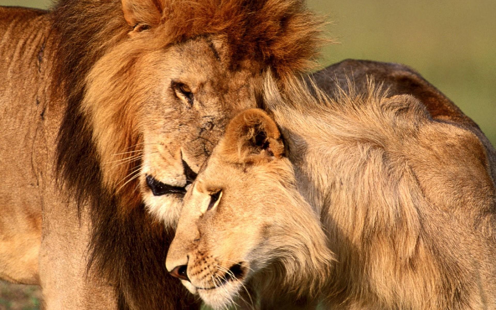 1920x1200 Lion Pic HD Wallpaper Download