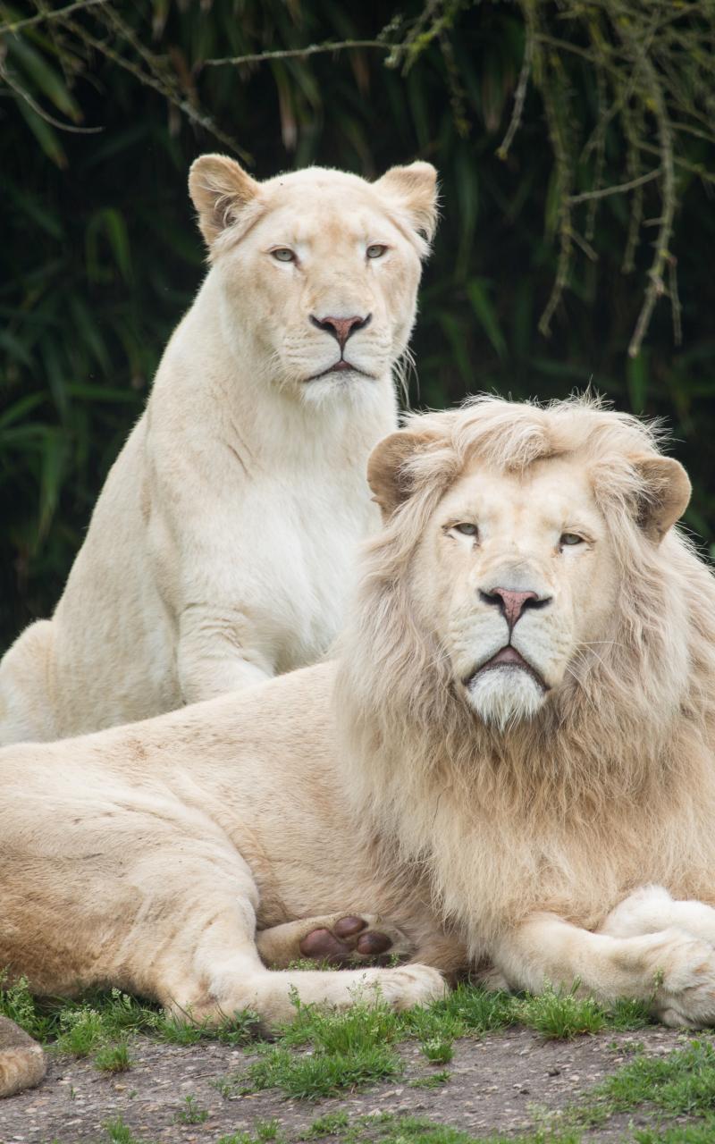 800x1280 Free download Wallpaper White Lions Cat Grass Couple HD 4K [4981x3320] for your Desktop, Mobile & Tablet. Explore White Lions Wallpaper. Black and White Lion Wallpaper, Cool Lion Wallpaper