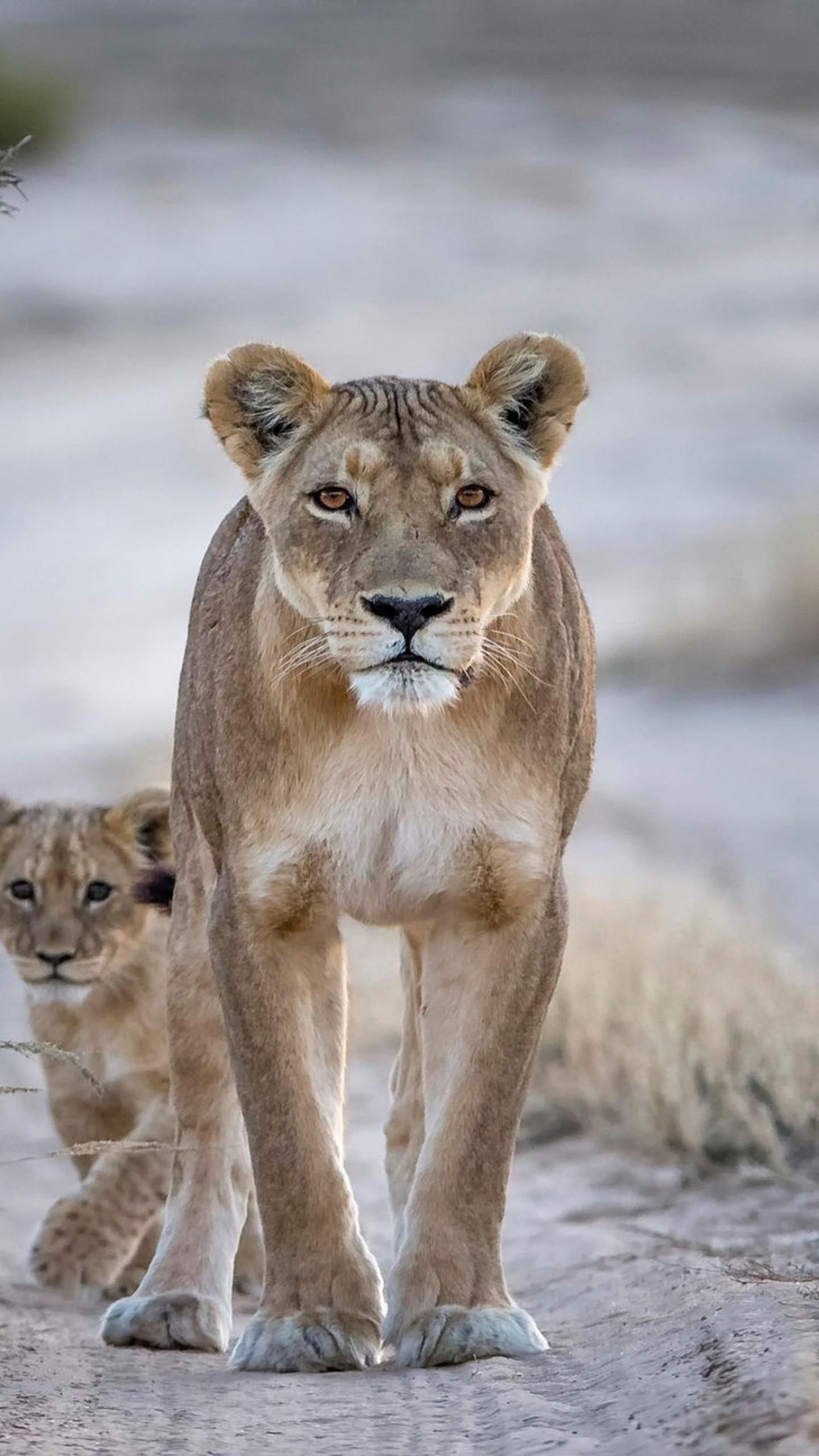 1440x2560 Wallpaper Lion, couple, nature, Animals