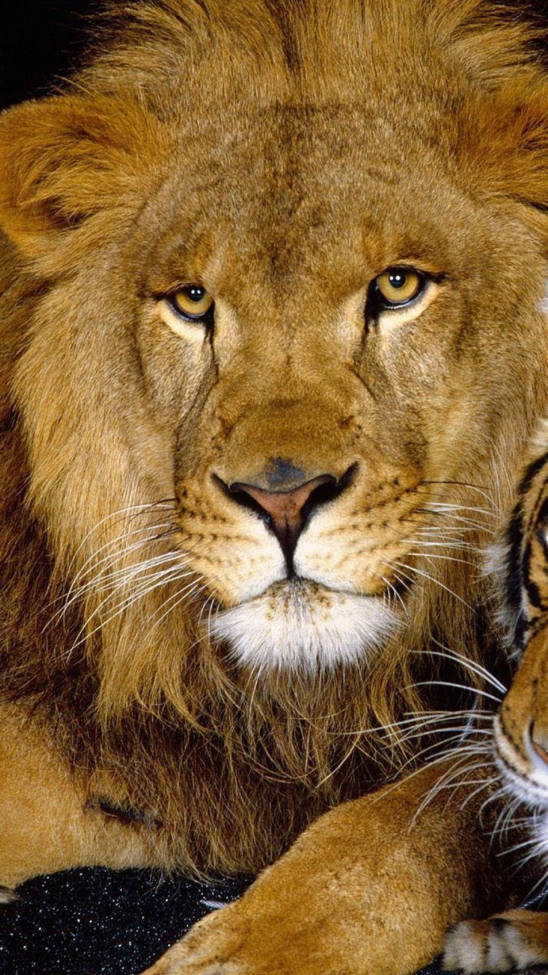 1080x1920 Download Wallpaper 1080x1920 Tiger, Lion, Couple, Down, Big cat