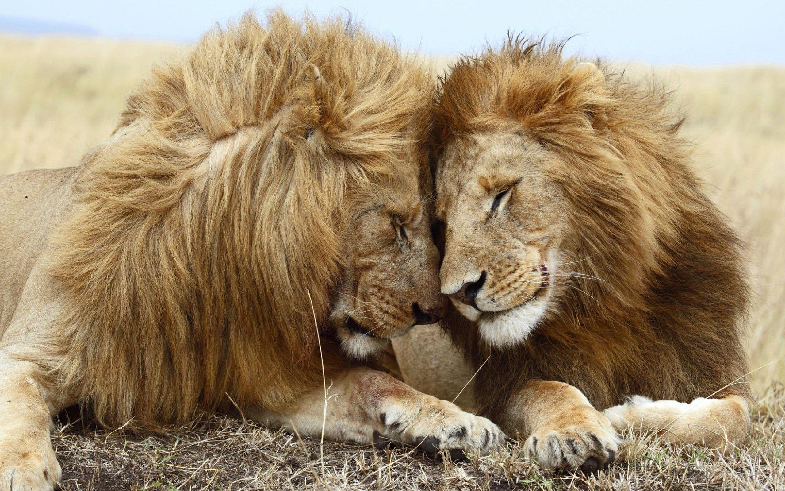 2560x1600 Lion Love Wallpaper