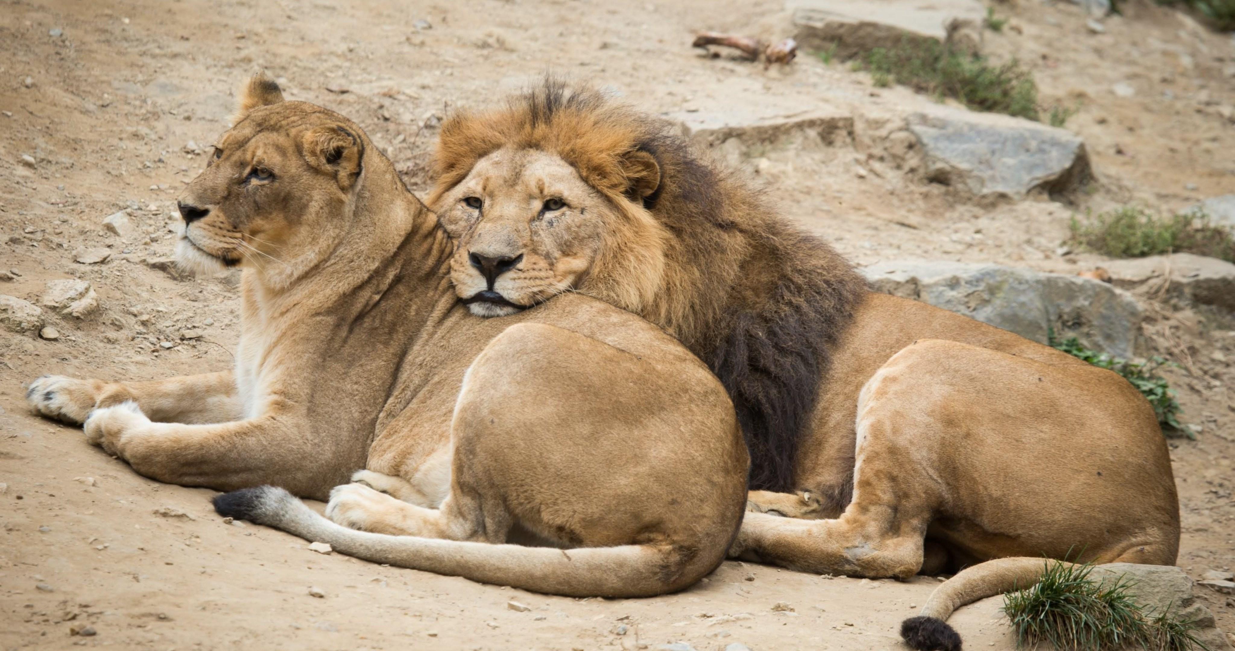 4096x2160 couple lions vacation 4k ultra HD wallpaper High quality walls