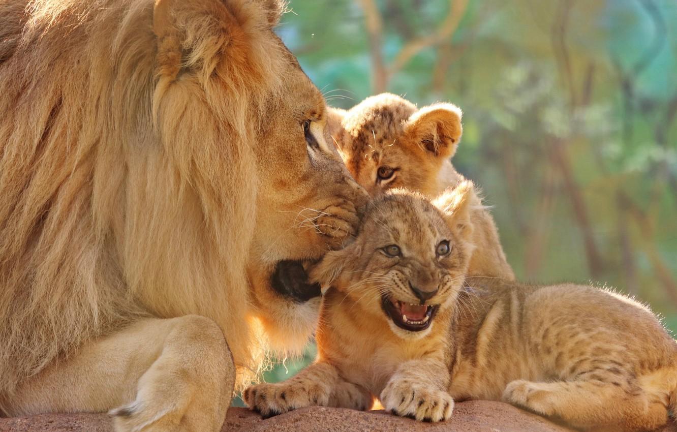 1332x850 Wallpaper Look, Face, Close Up, Background, Leo, Father, Mouth, Kittens, Kids, Lions, The Cubs, A Couple, Care, Lion, Two, Lion Image For Desktop, Section кошки