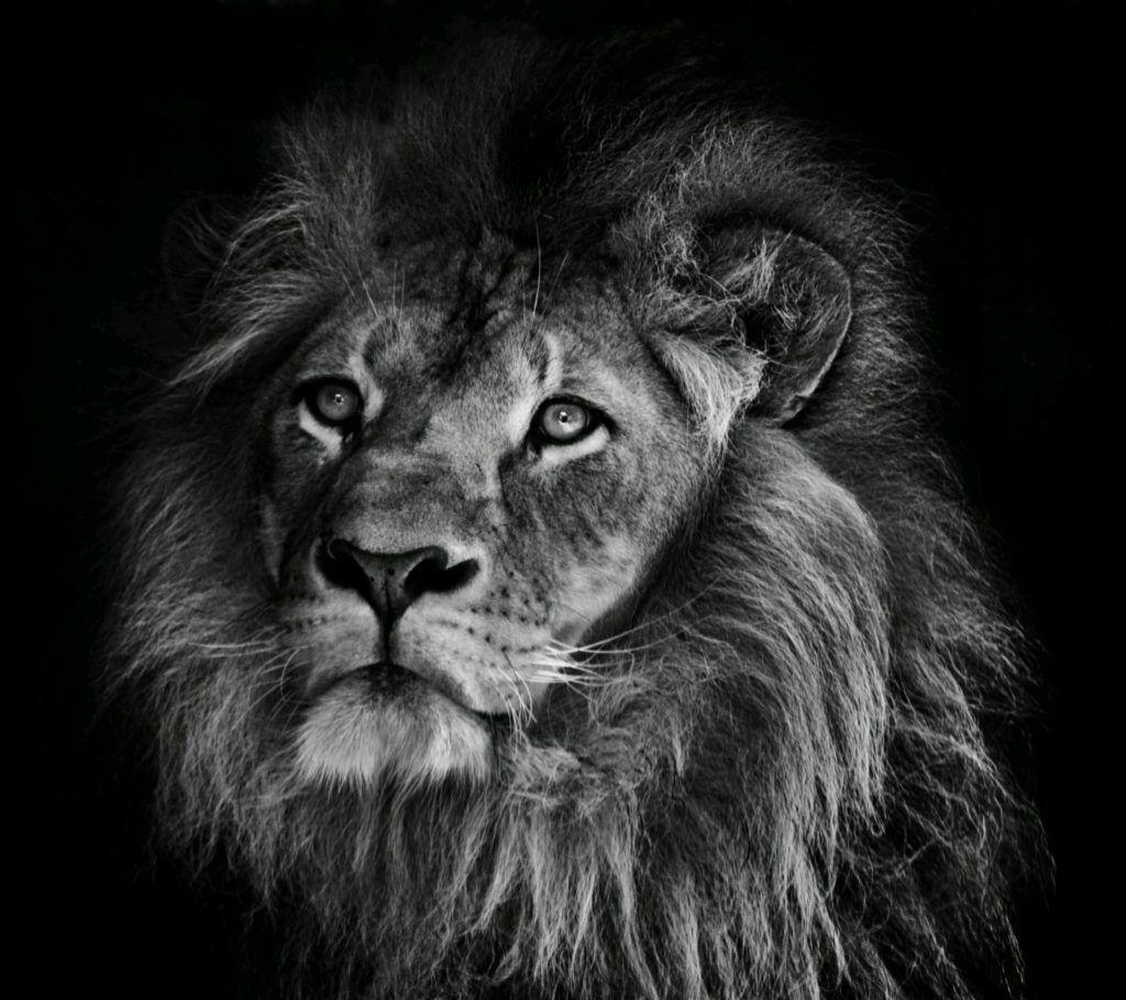 Lion Amoled Wallpapers - Top Free Lion Amoled Backgrounds - WallpaperAccess