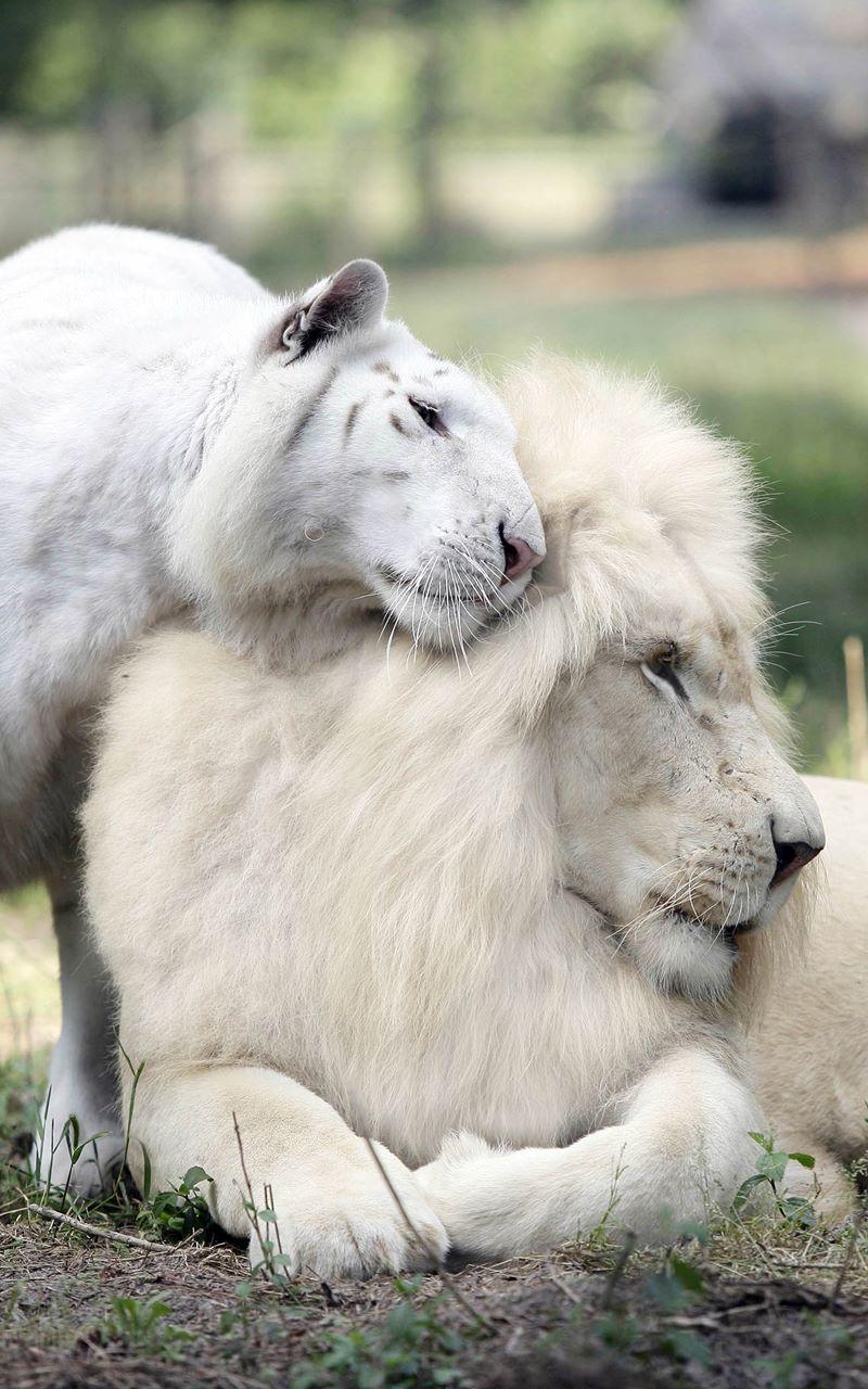 800x1280 Free download White Lion Couple Wallpaper wallpaperpickcom [1920x1280] for your Desktop, Mobile & Tablet. Explore Wallpaper White Lion. Black and White Lion Wallpaper, Cool Lion Wallpaper, African White Lion Wallpaper