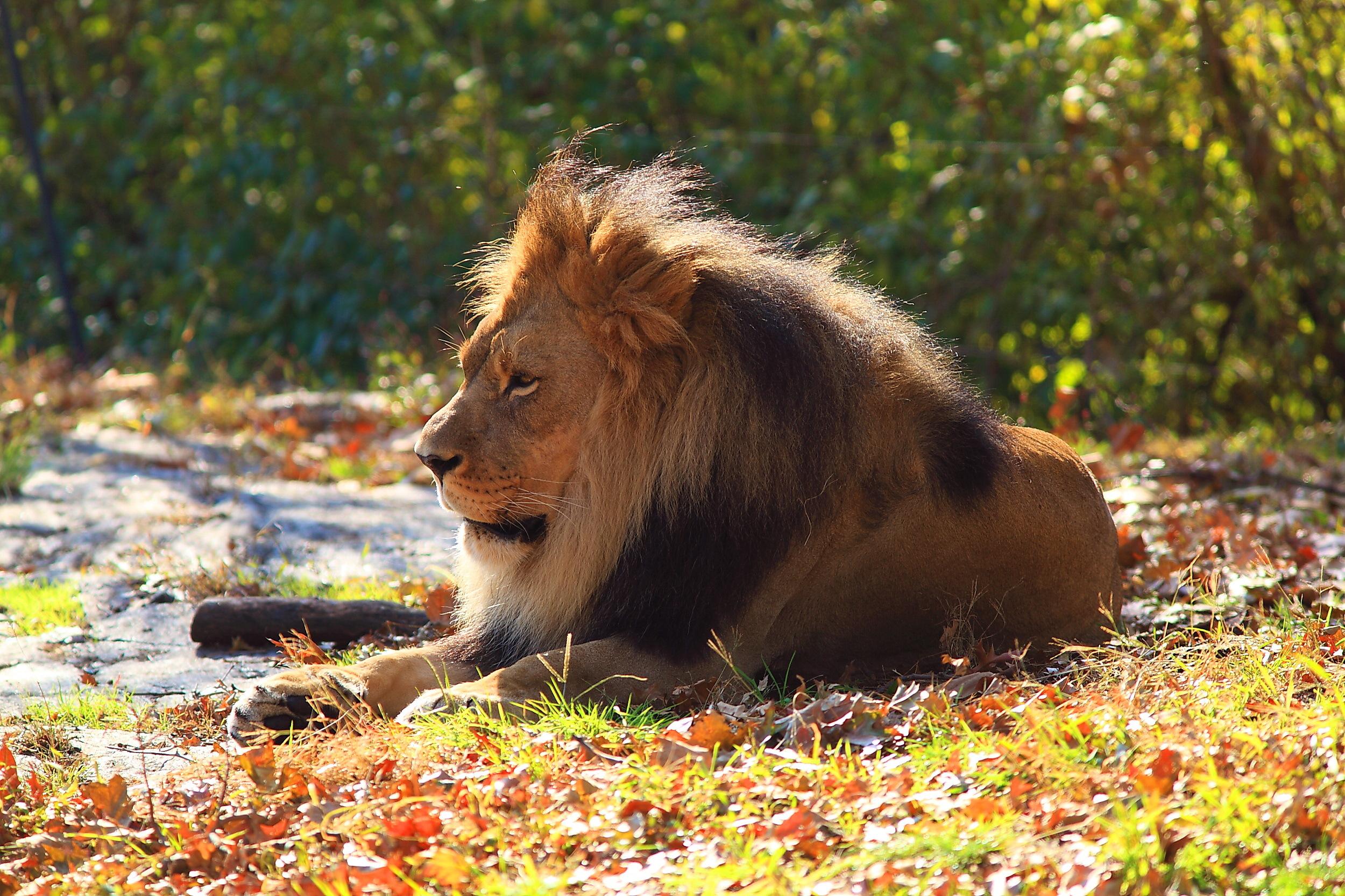 2500x1667 Black And White Lion Couple Wallpaper