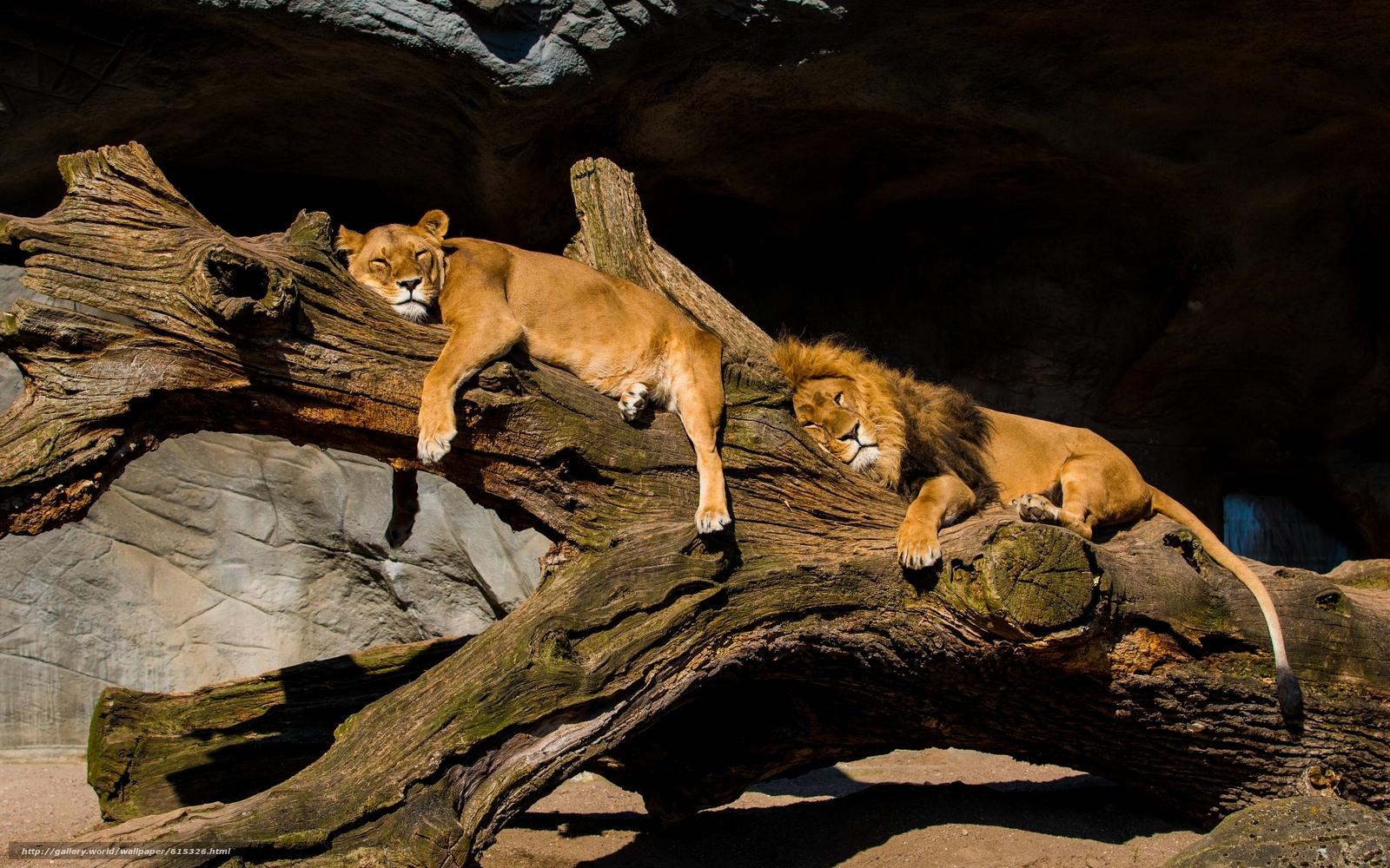 1600x1000 Download wallpaper Lions, lion, lioness, couple free desktop wallpaper in the resolution 4000x2501