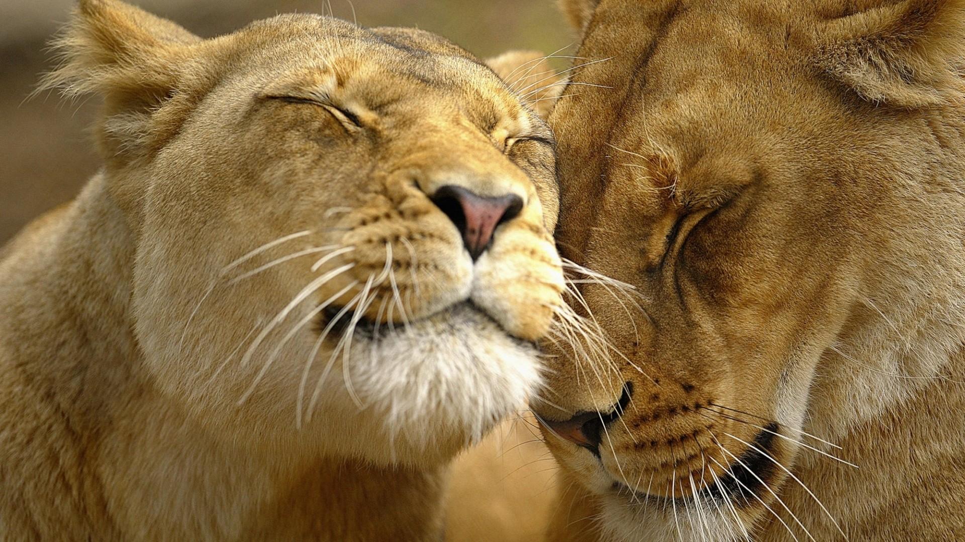 1920x1080 Lion Face
