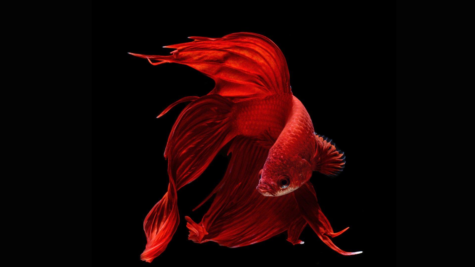 Blue Betta Fish Wallpapers - Top Free Blue Betta Fish Backgrounds