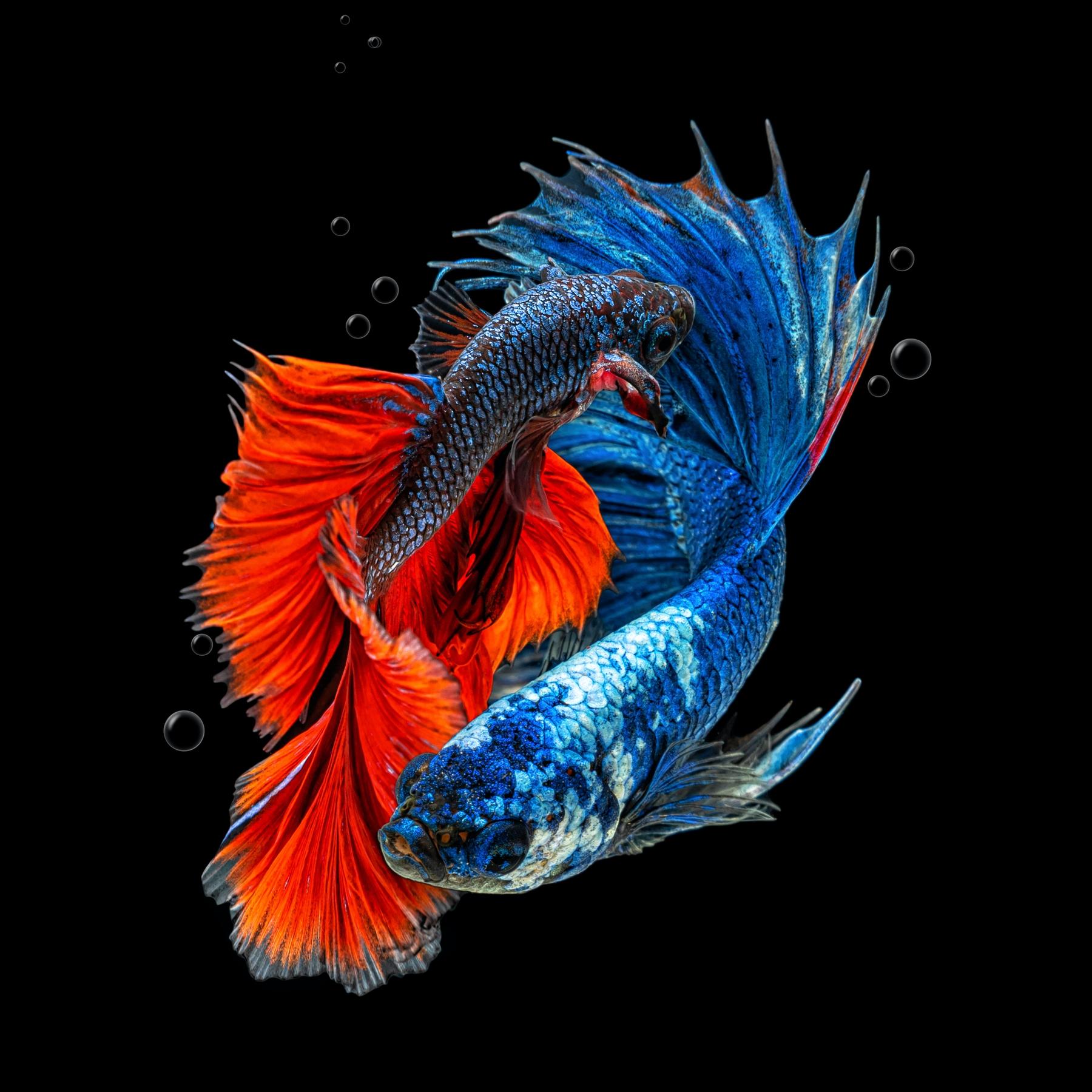 Blue Betta Fish Wallpapers - Top Free Blue Betta Fish Backgrounds