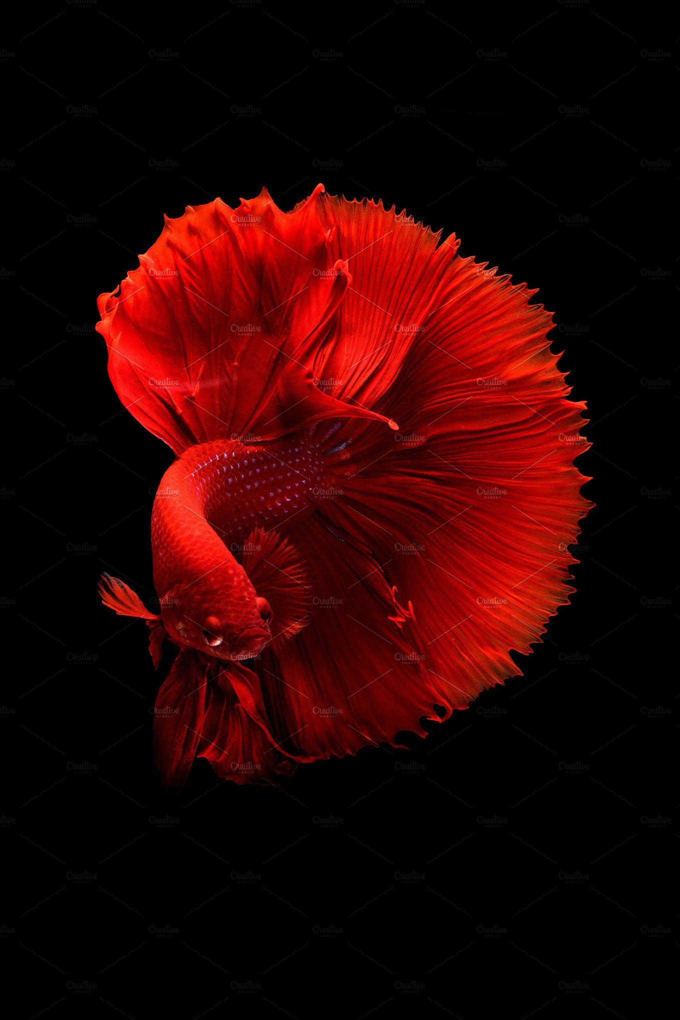Siamese Fighting Fish Wallpapers Top Free Siamese Fighting Fish
