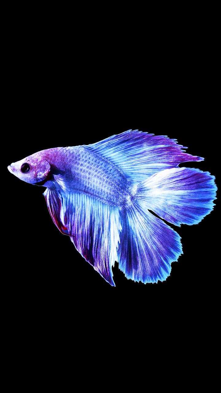 Blue Betta Fish Wallpapers - Top Free Blue Betta Fish Backgrounds