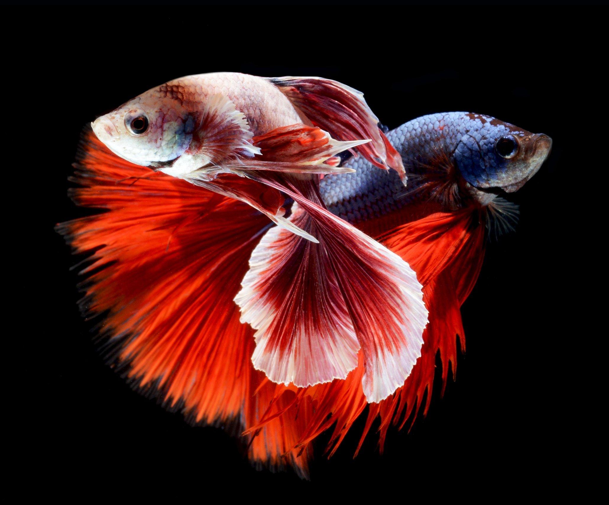 2060x1709 betta, Siamese, Fighting, Fish, Colorful, Tropical Wallpaper HD / Desktop and Mobile Background