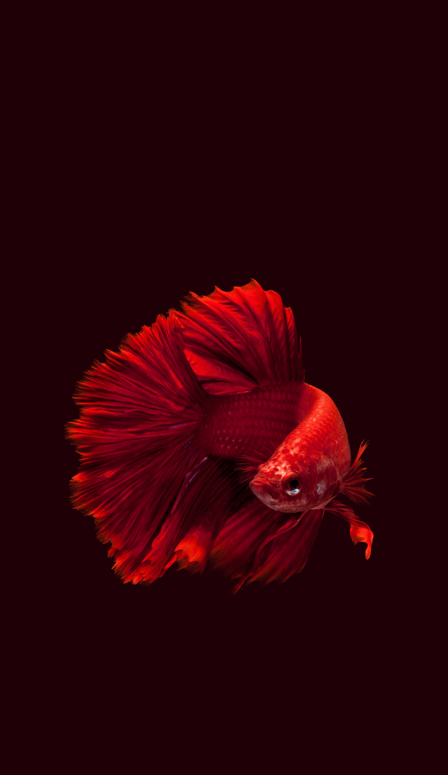 1456x2516 All Animals Wallpaper Dump. Betta fish, Fish wallpaper, Siamese fighting fish