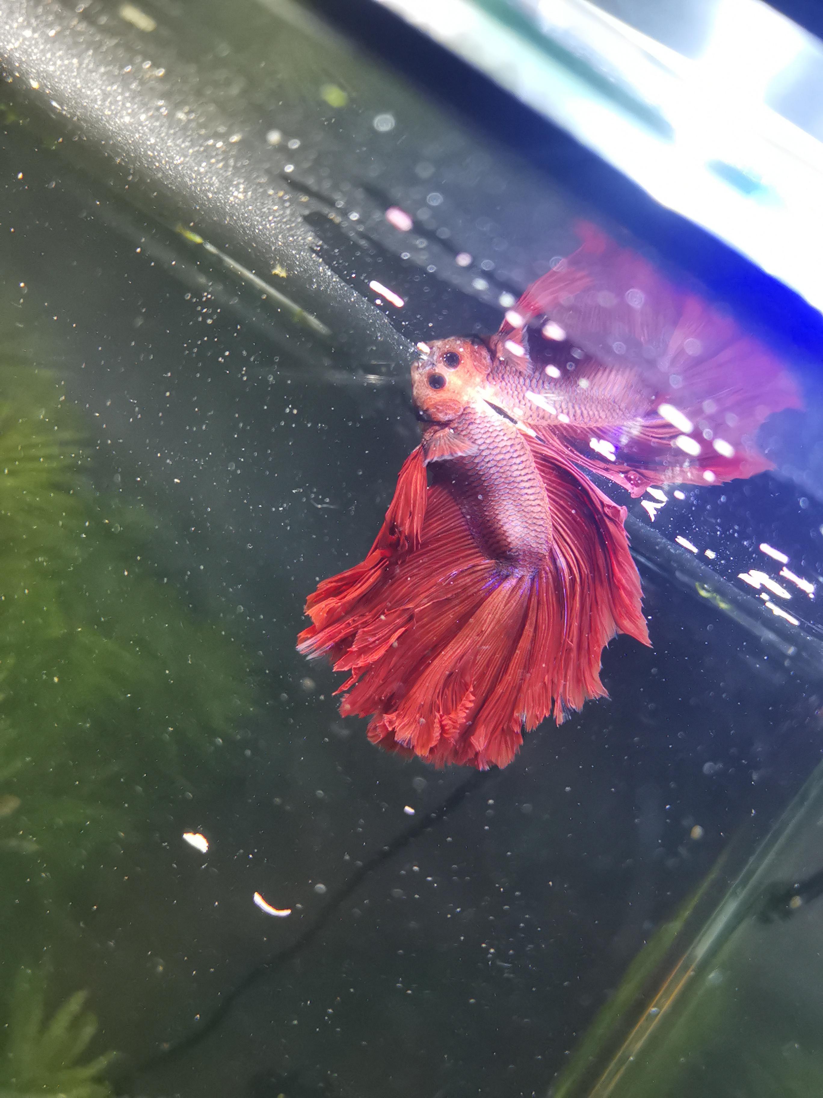 2736x3648 Siamese fighting fish