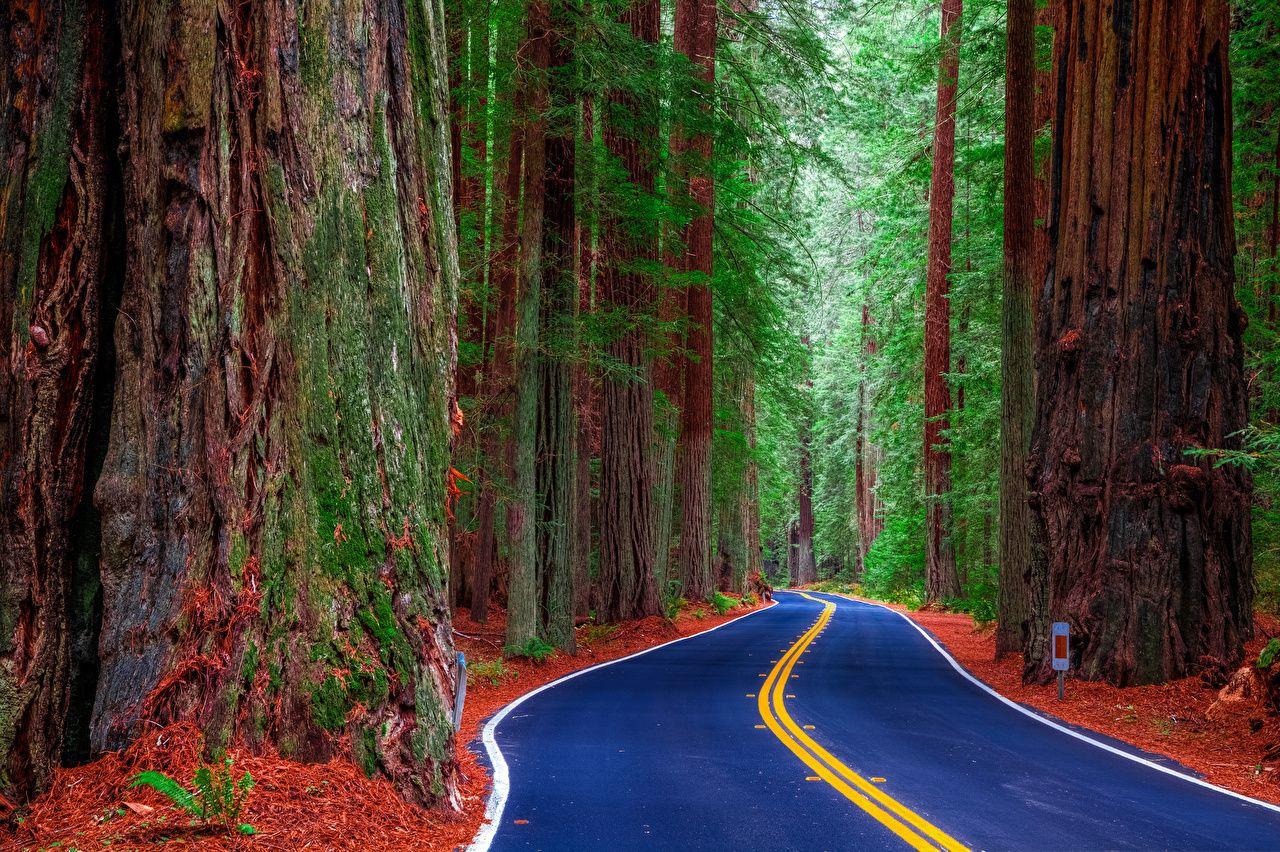 1280x852 image California USA Redwood State Park Nature Roads Forests Trees