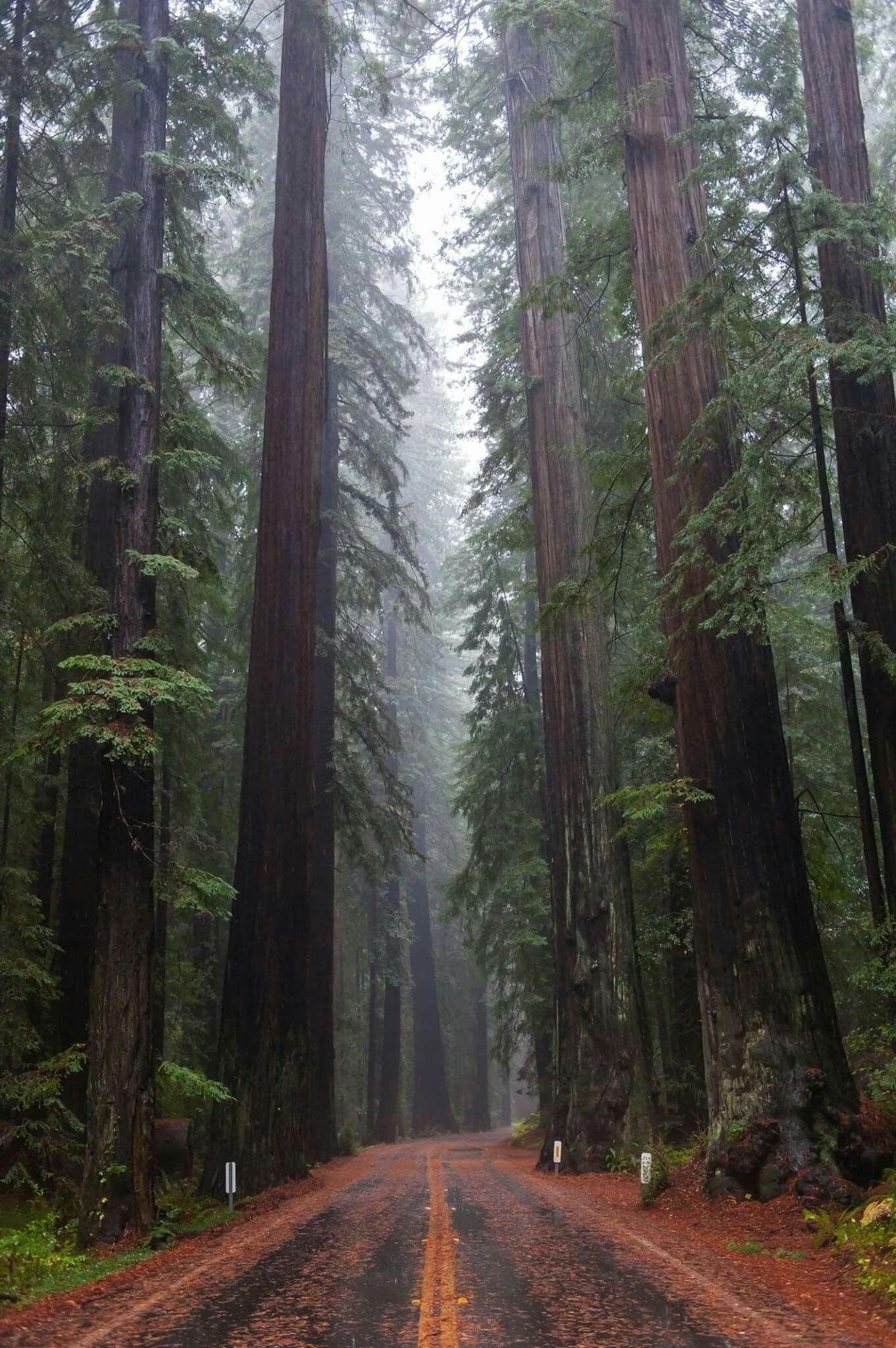 California Redwoods Wallpapers - Top Free California Redwoods