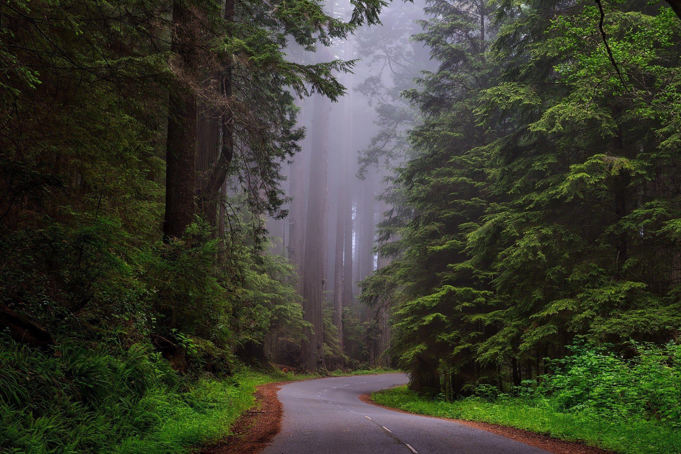 2200x1468 redwood national park #california #hdr #landscape wallpaper