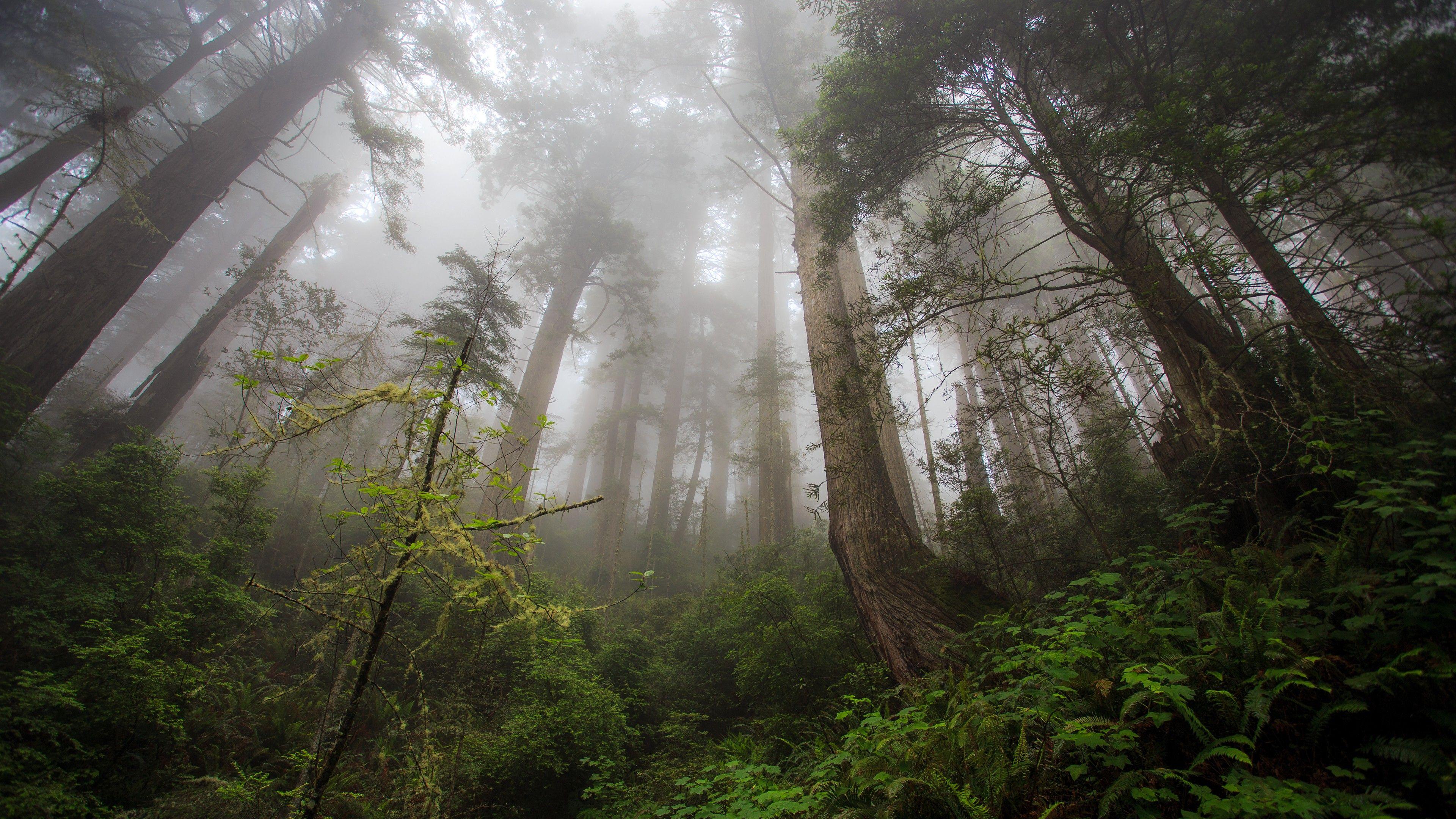 3840x2160 USA, California, redwood trees, forest wallpaper