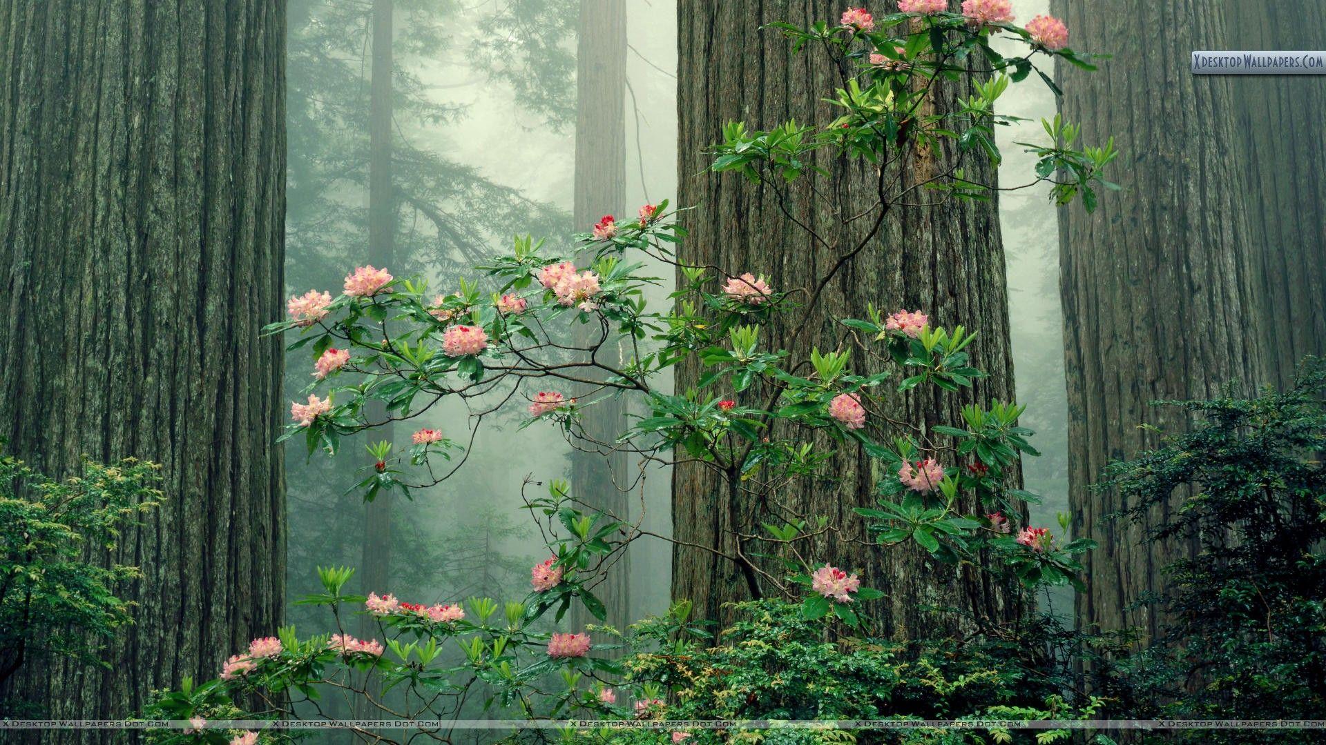 1920x1080 Rhododendrons in Bloom, Redwood National Park, California Wallpaper