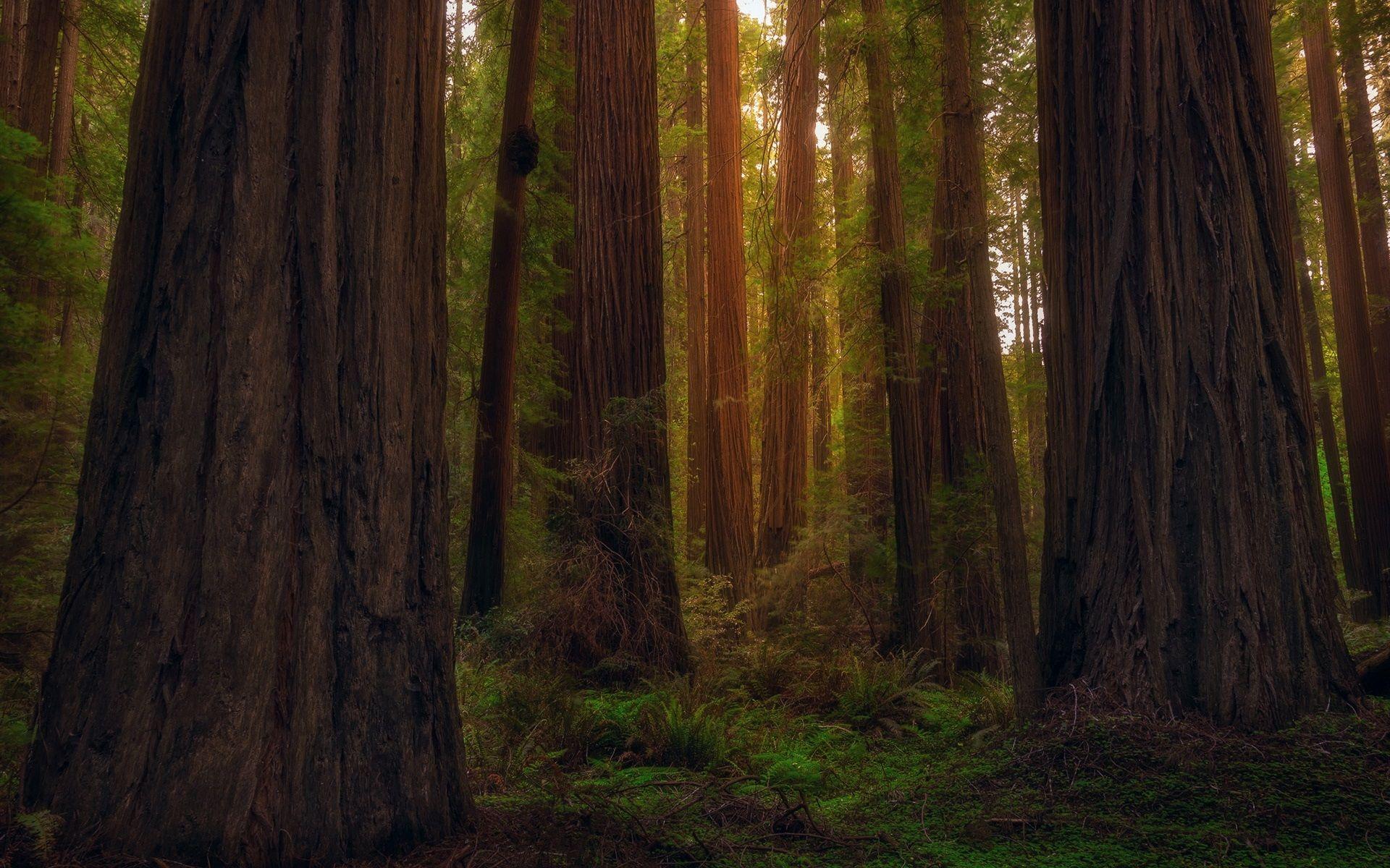 California Redwoods Wallpapers - Top Free California Redwoods