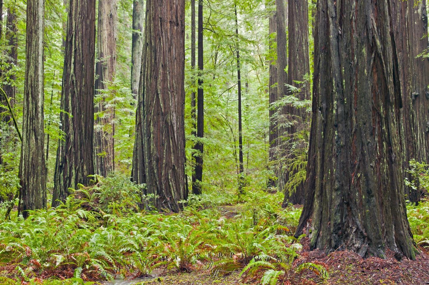 1440x958 Free wallpaper background: Stand Of Redwood Trees California USA