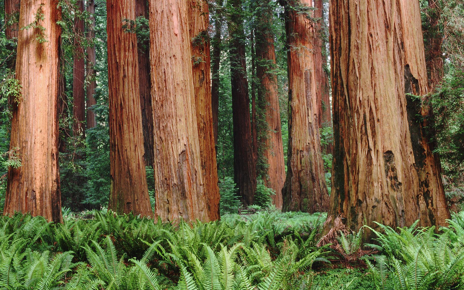 1920x1200 Redwood National Park Desktop Wallpaper, Redwood National Park