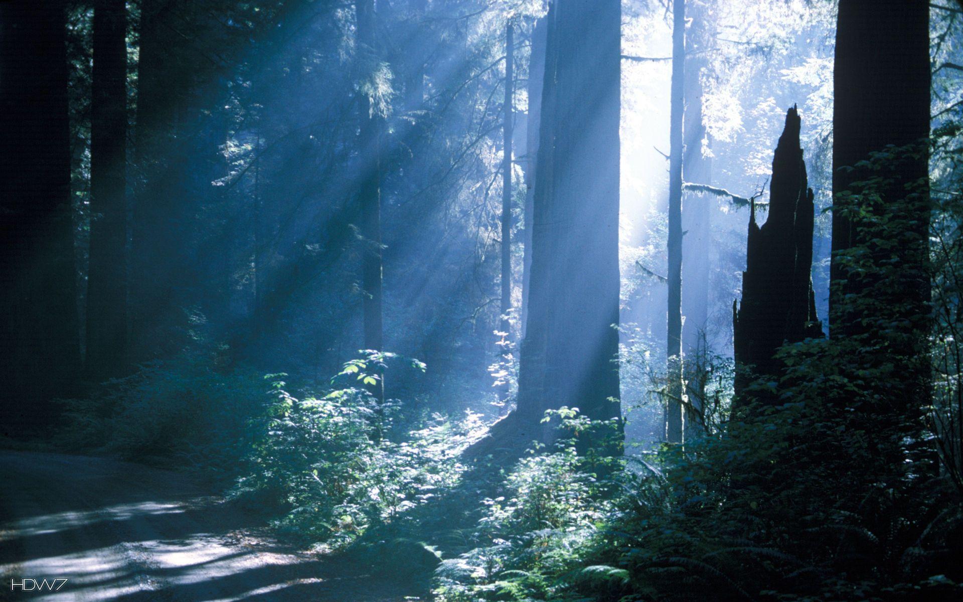 1920x1200 jedediah smith redwoods state park in northern california. HD