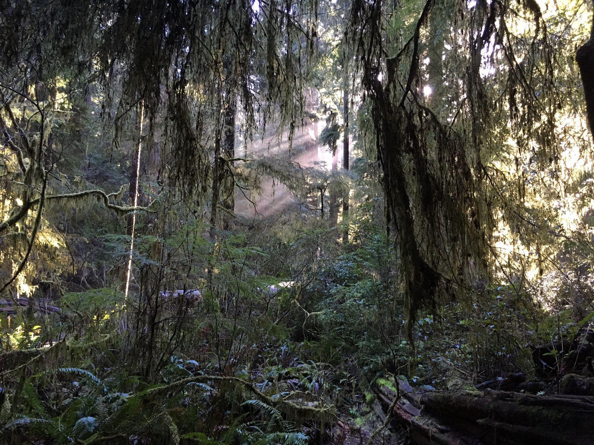 2016x1512 Redwood forests Not In California Reddit Unique Reddit Wallpaper