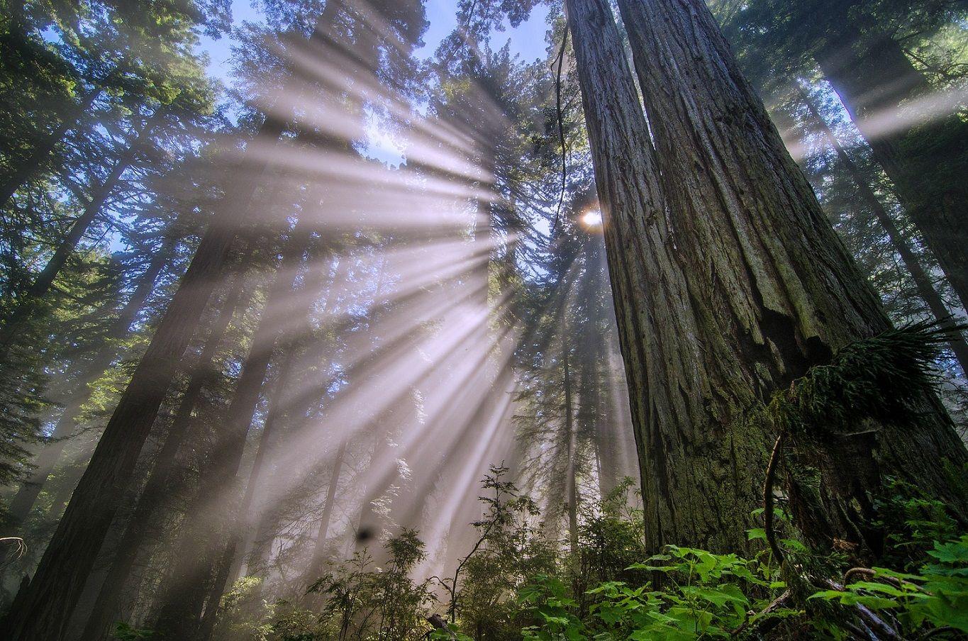 California Redwoods Wallpapers - Top Free California Redwoods ...