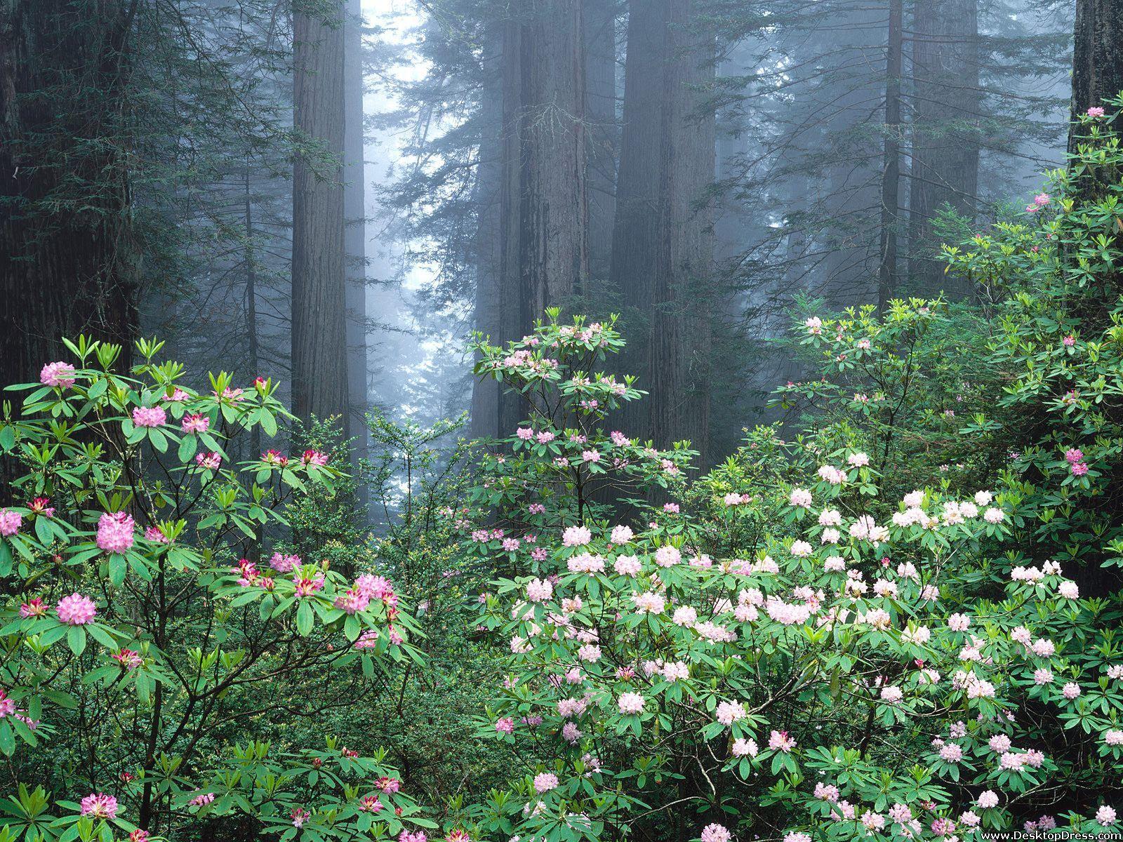1600x1200 Desktop Wallpaper Natural Background Redwoods and Blooming