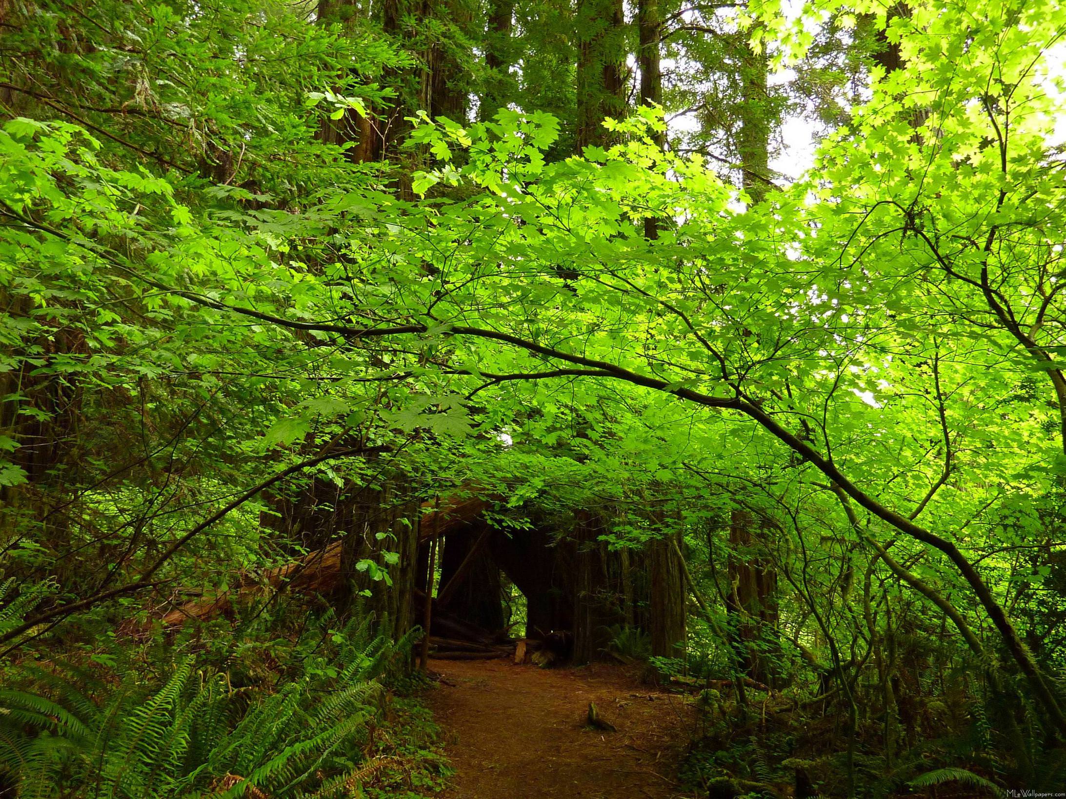 2731x2048 MLeWallpaper.com Trees in Redwood Forest